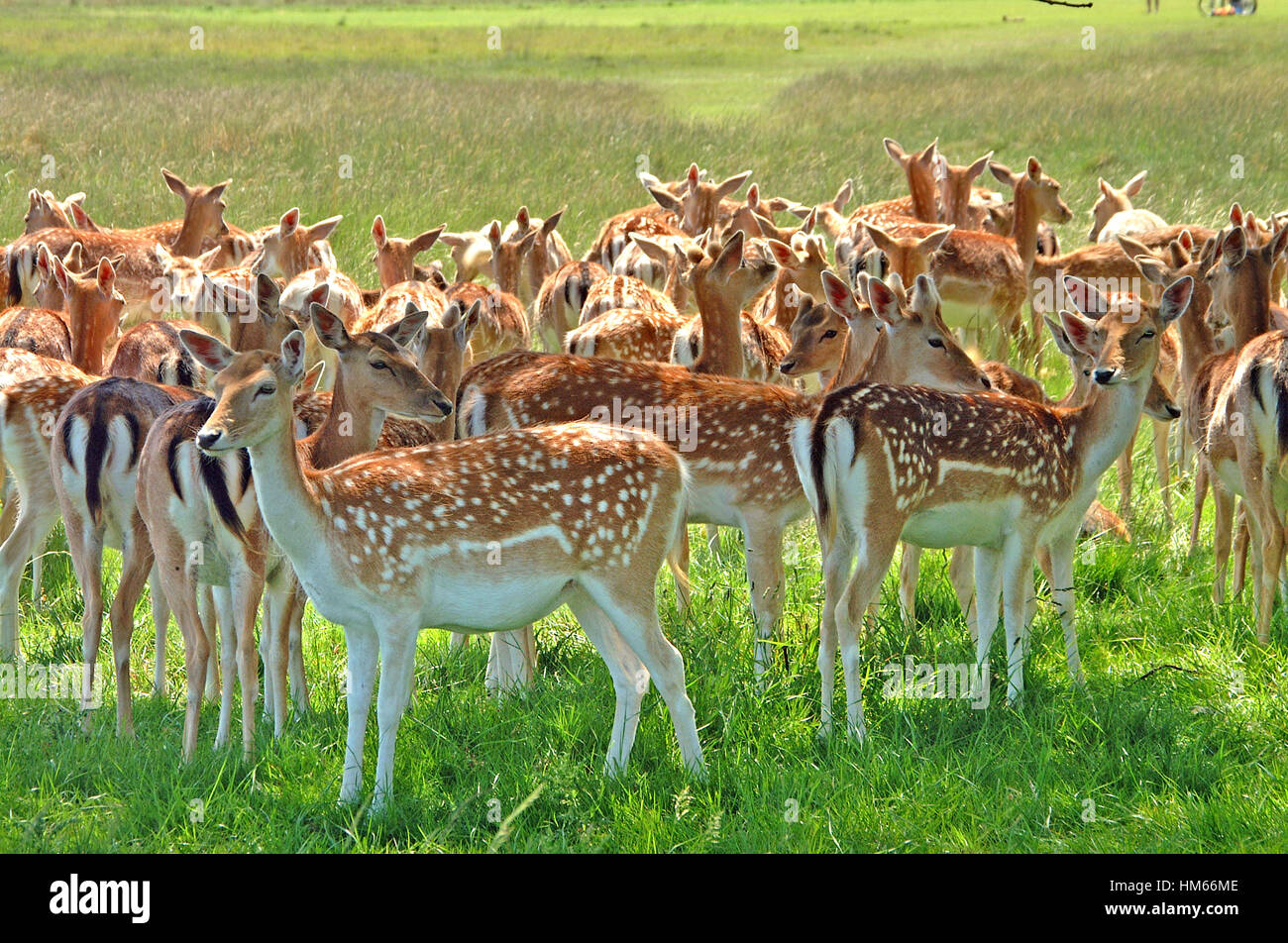 Allevamento di daini in Richmond Park , Inghilterra Foto Stock