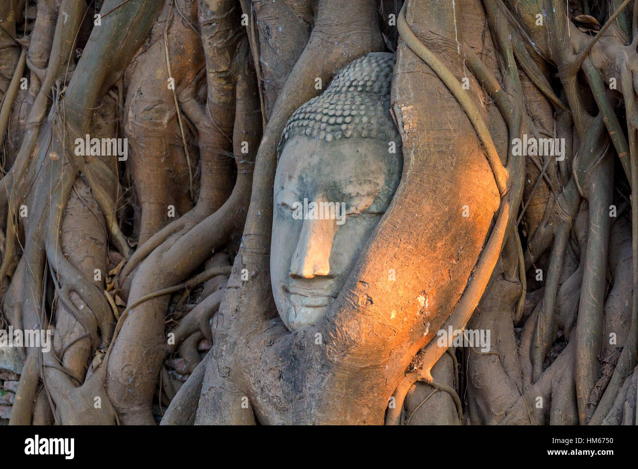 Del Buddha in testa albero radici Foto Stock
