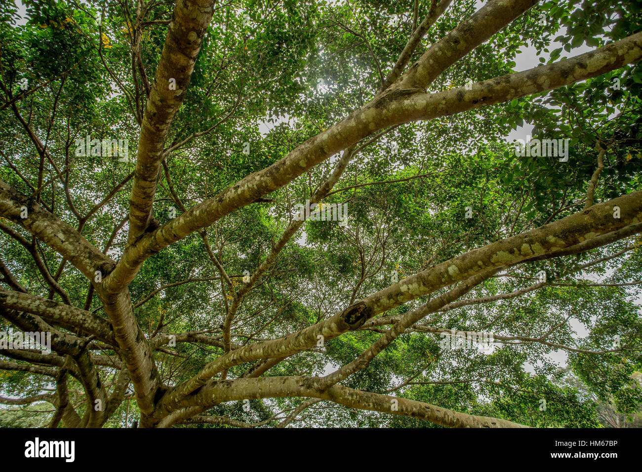 Ficus o Ficus benjamina Foto Stock