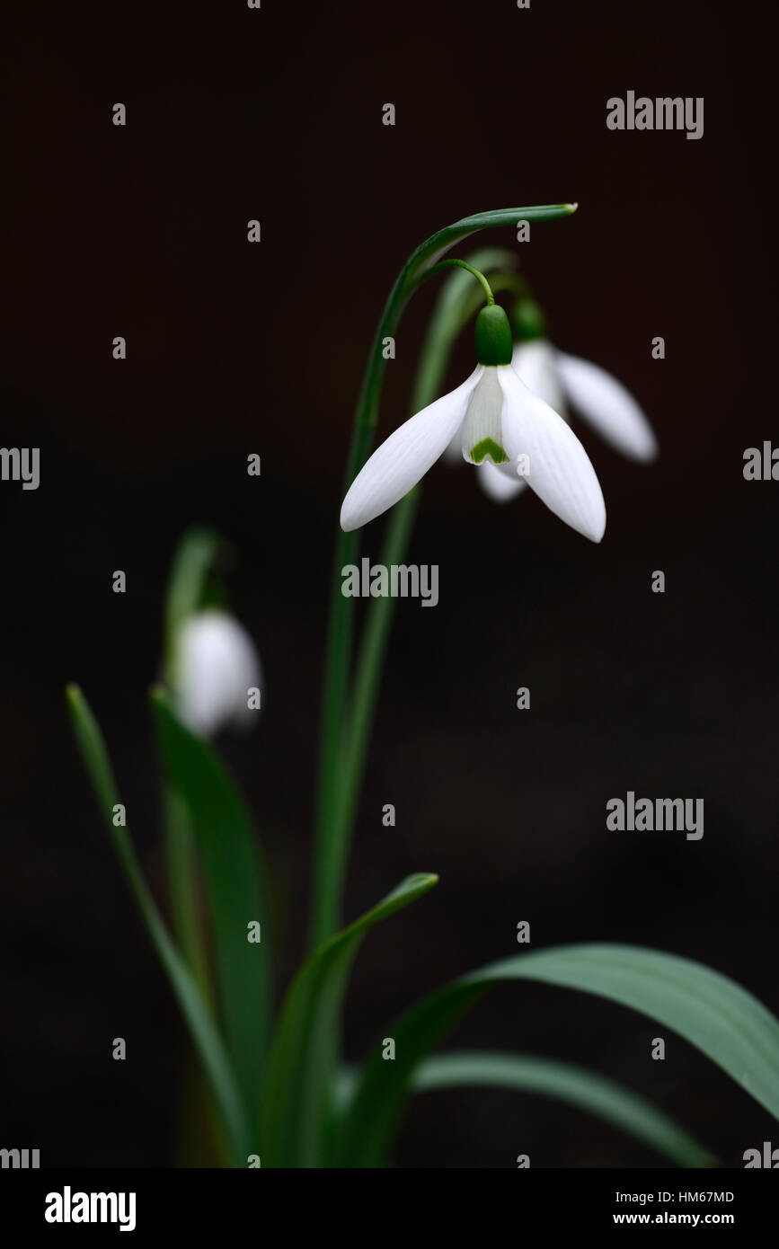 Galanthus reverendo grandine snowdrop fiori bianchi bulbi da fiore snowdrops Spring fioritura collezionisti raccogliere rare floreale RM Foto Stock