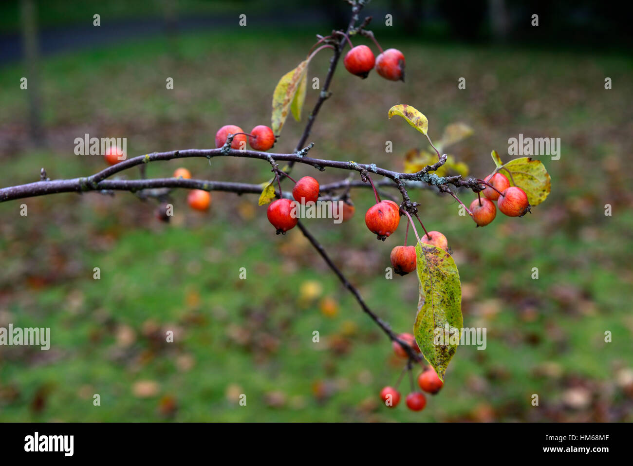 Malus evereste granchio rosso di granchi di mele frutta mela acerba associare invernali rimangono soggiorno su albero alberi floreali RM Foto Stock