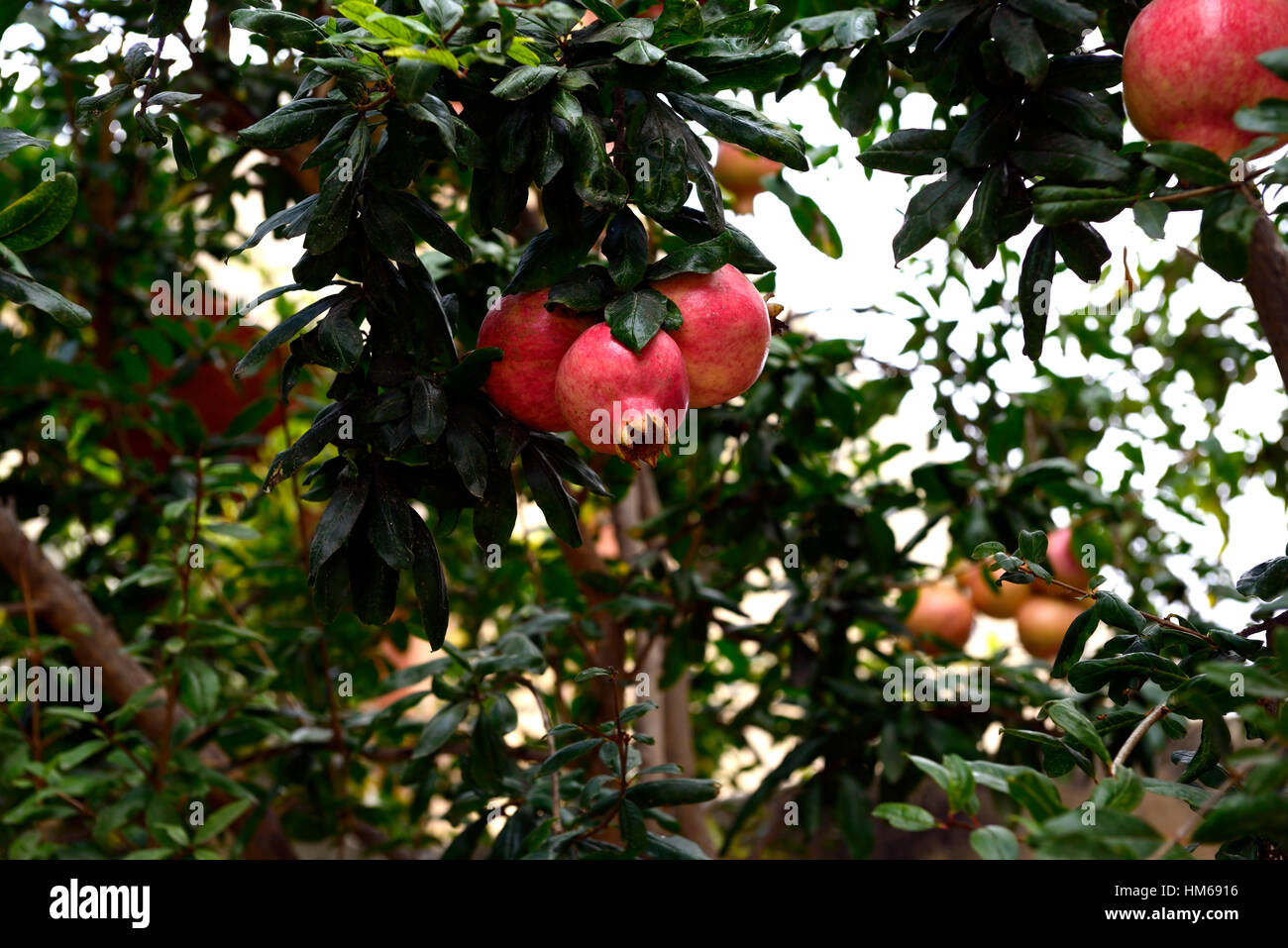 Mature melagrana frutta frutti albero rosso alberi floreali RM Foto Stock