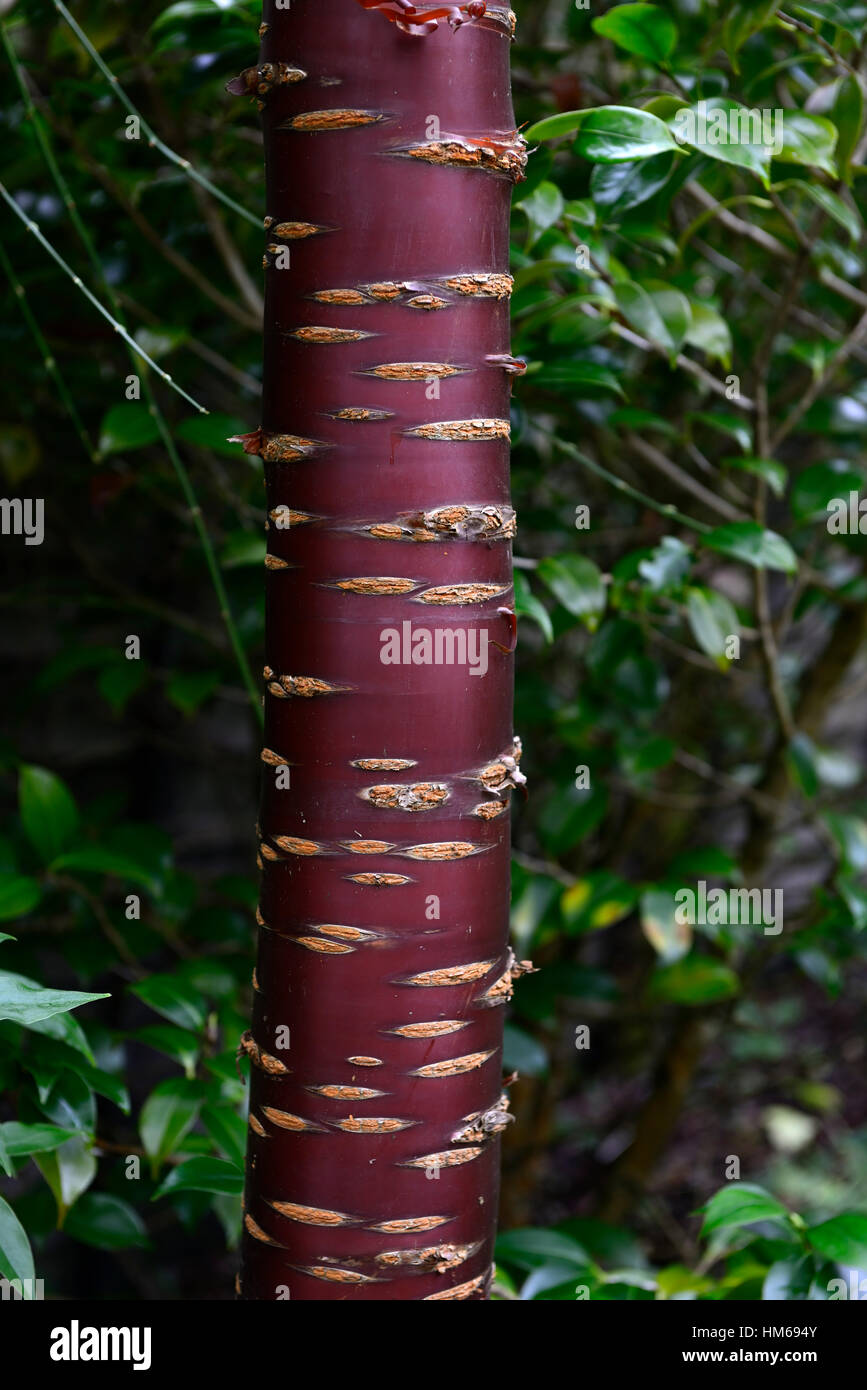Prunus serrula tibetica corteccia rosso tronco di albero attraente tibetano ciliegie Ciliegio ornamentale interesse fioritura interessante Foto Stock