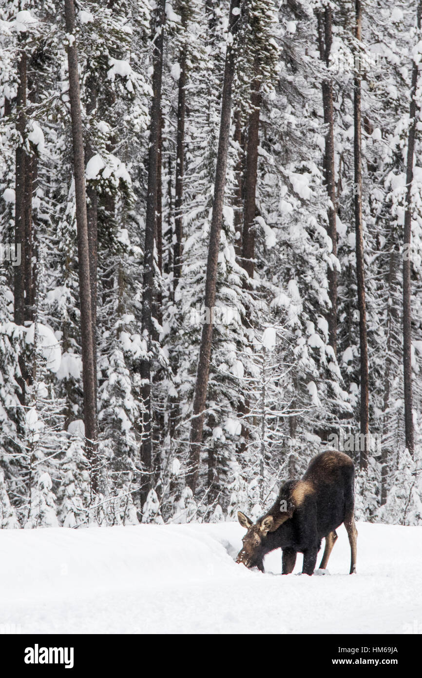 Nevoso inverno vista di alci selvatico (Alces alces); Parco Nazionale di Yoho; British Columbia; Canada Foto Stock