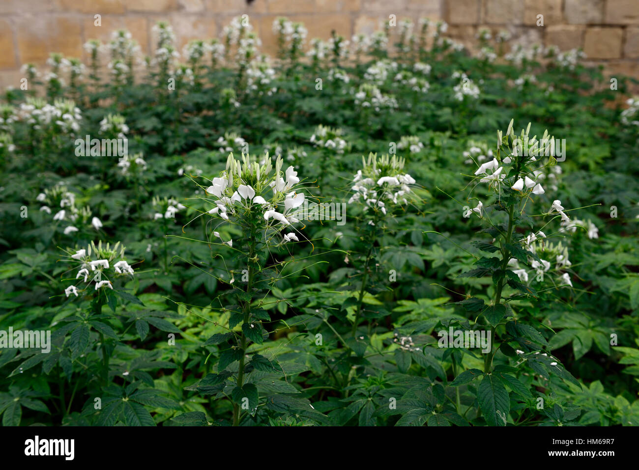 Cleome hassleriana syn spinosa ragno bianco fiore fiori fioritura di confine del letto viene visualizzato il display RM Floral Foto Stock