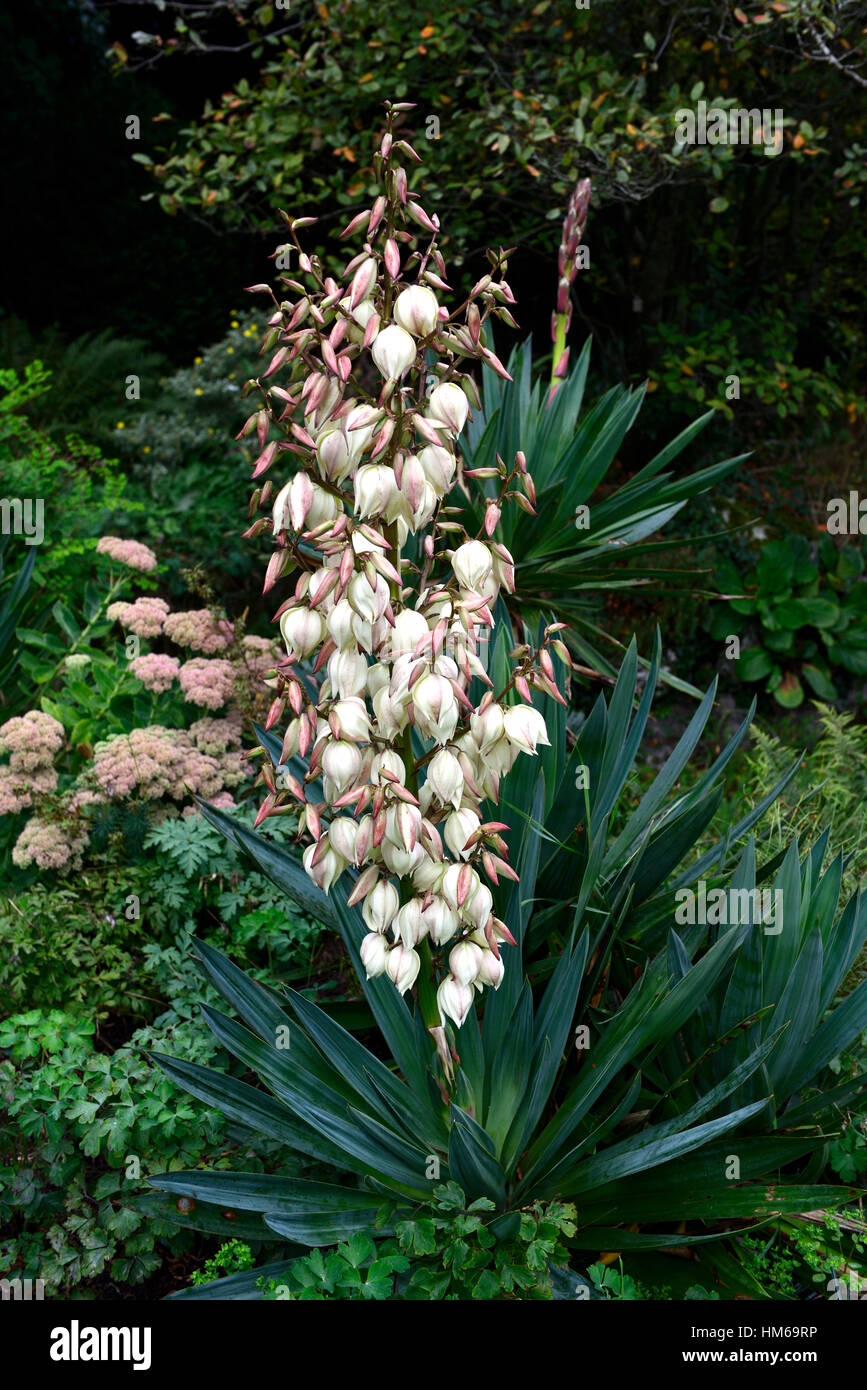 Yucca gloriosa flower spike slowers guglia di fioritura dei picchi di guglie della pianta di giardino sempreverde pianta del deserto floreale RM Foto Stock
