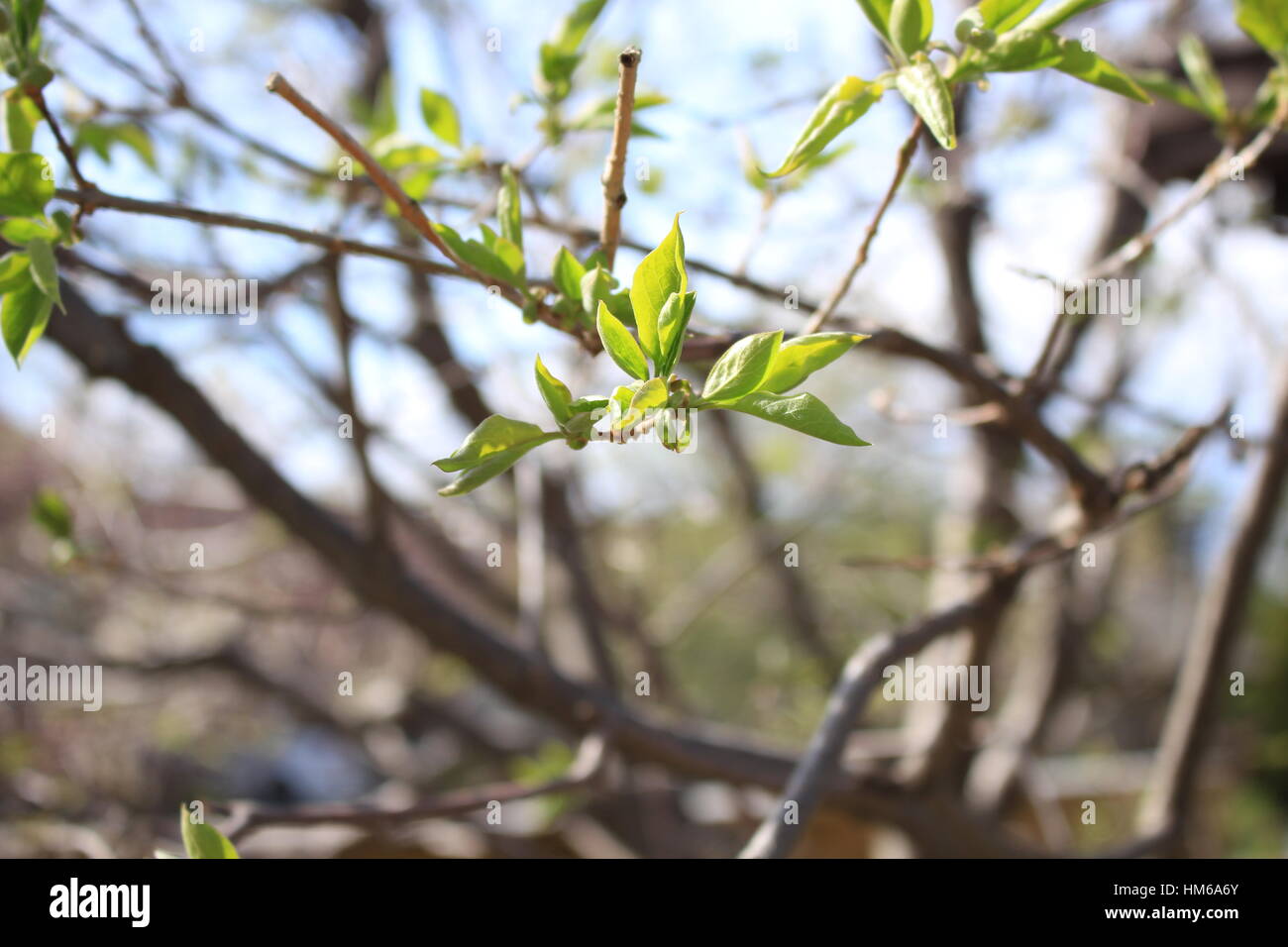Germogliando foglie in primavera Foto Stock