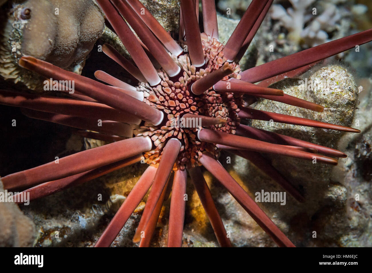 Ardesia rosso-matita urchin (Heterocentrotus mamillatus) sulla barriera corallina. Abstract dettaglio mostrante spine e corpo. Mar Rosso, Egitto. Ottobre Foto Stock