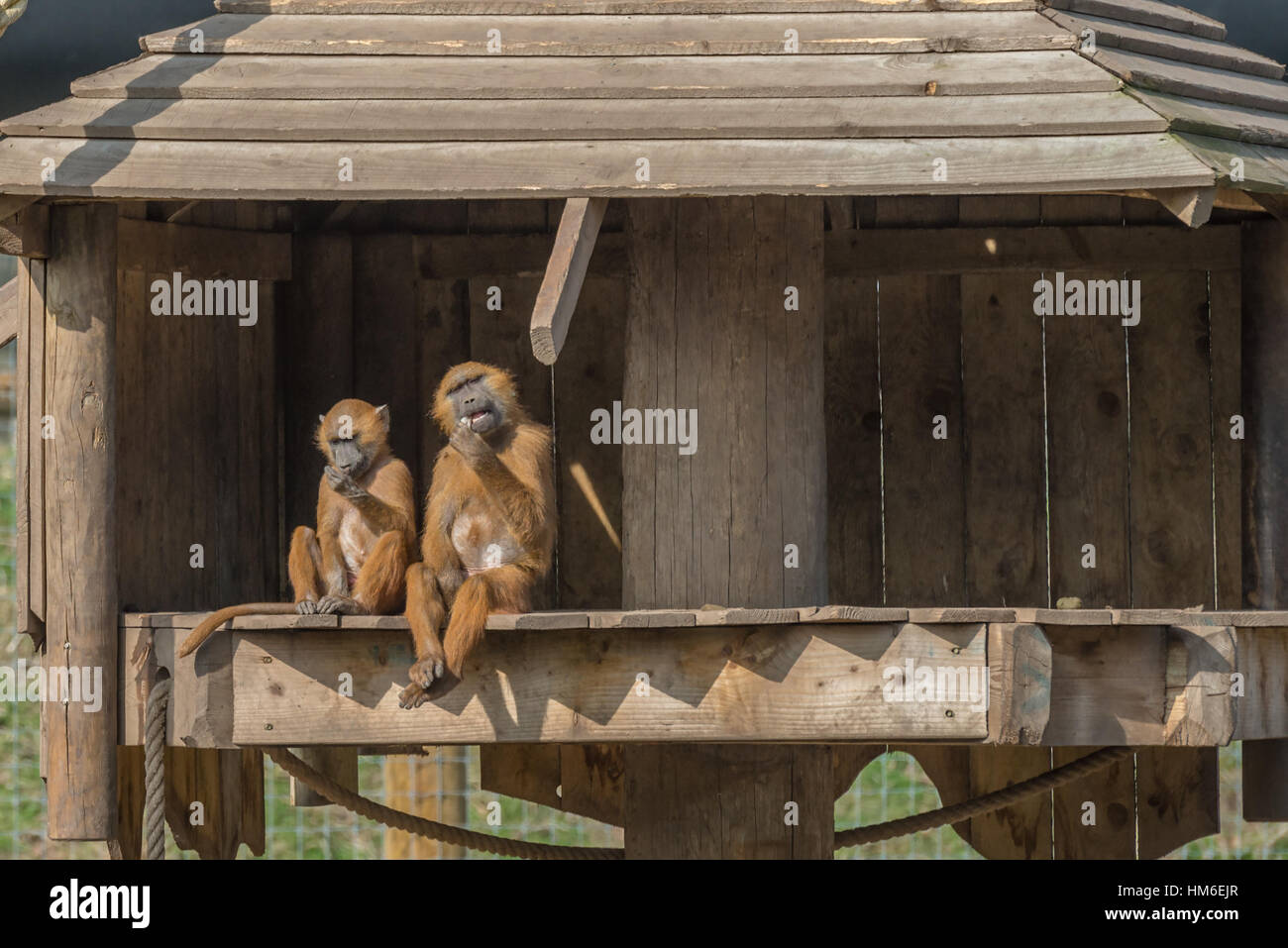 Le scimmie antropomorfe. Due Guinea babbuini (Papio papio) seduta in una treehouse. Regno Unito, Marzo Foto Stock