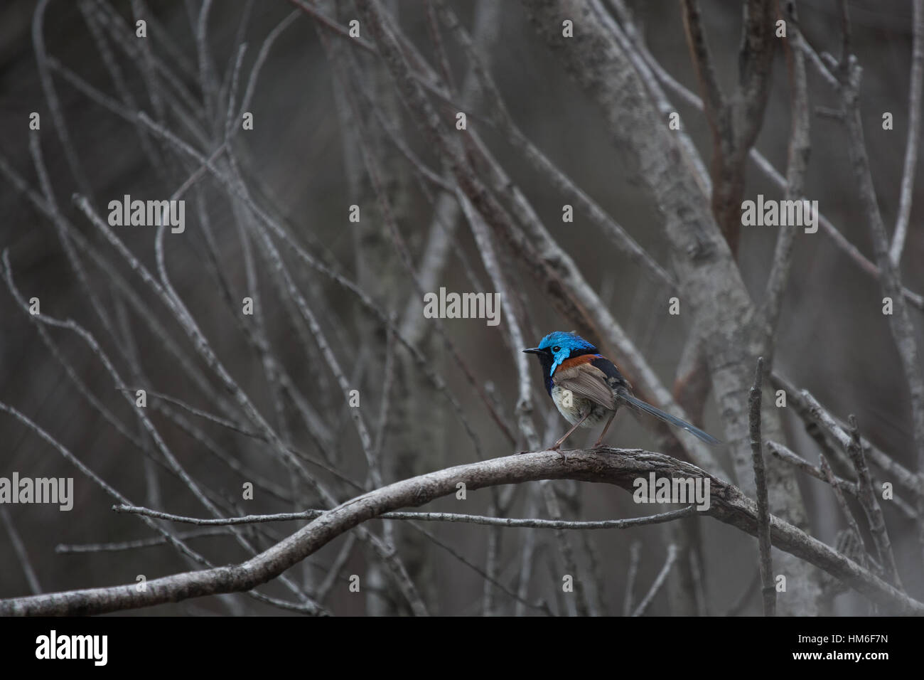 Fata maschio wren nel fitto bosco vicino a Manly, Sydney Australia Foto Stock