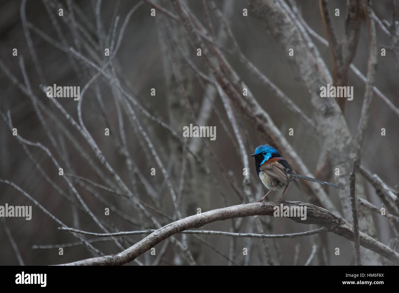 Fata maschio wren nel fitto bosco vicino a Manly, Sydney Australia Foto Stock