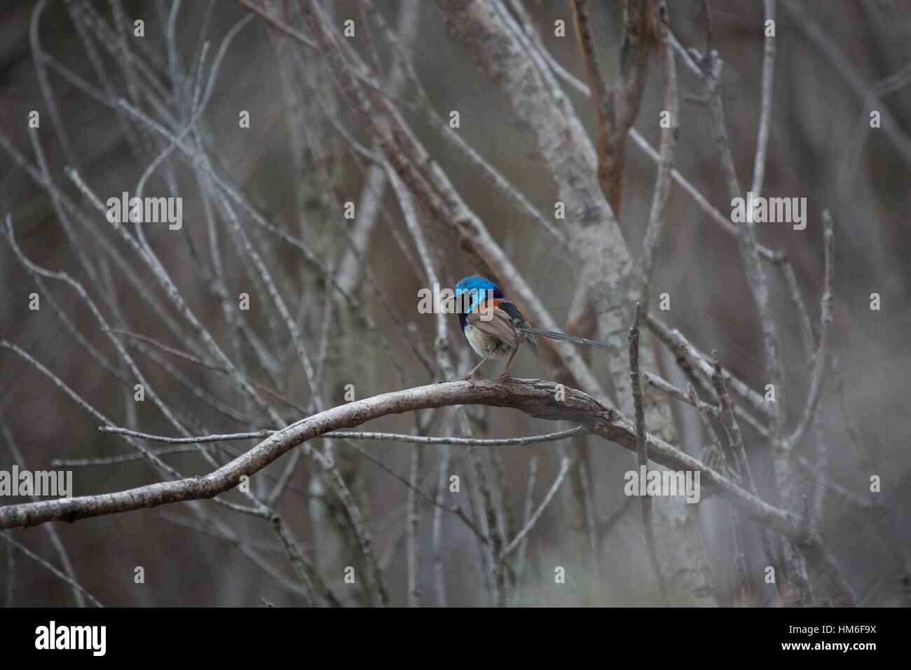 Fata maschio wren nel fitto bosco vicino a Manly, Sydney Australia Foto Stock