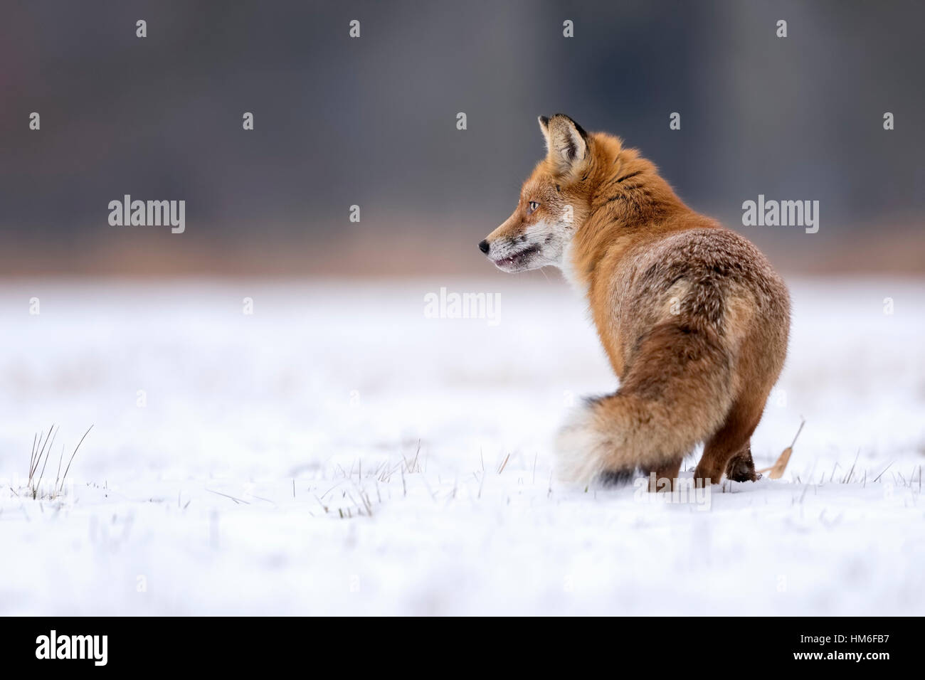 Red Fox (Vulpes vulpes vulpes), in inverno, cappotto, neve, Riserva della Biosfera dell'Elba centrale, Sassonia-Anhalt, Germania Foto Stock