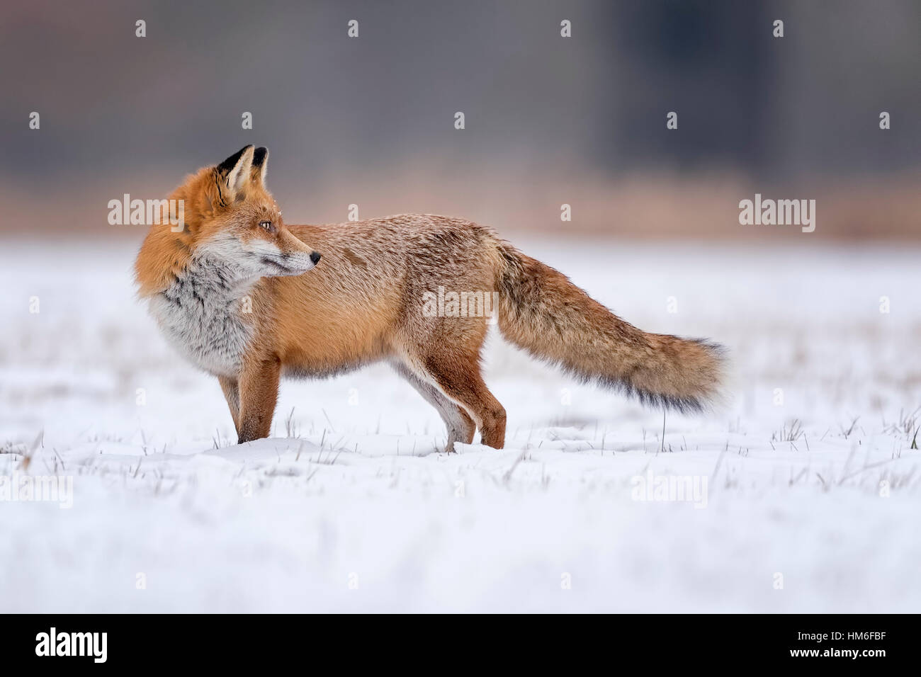 Red Fox (Vulpes vulpes vulpes), in inverno, cappotto, neve, Riserva della Biosfera dell'Elba centrale, Sassonia-Anhalt, Germania Foto Stock
