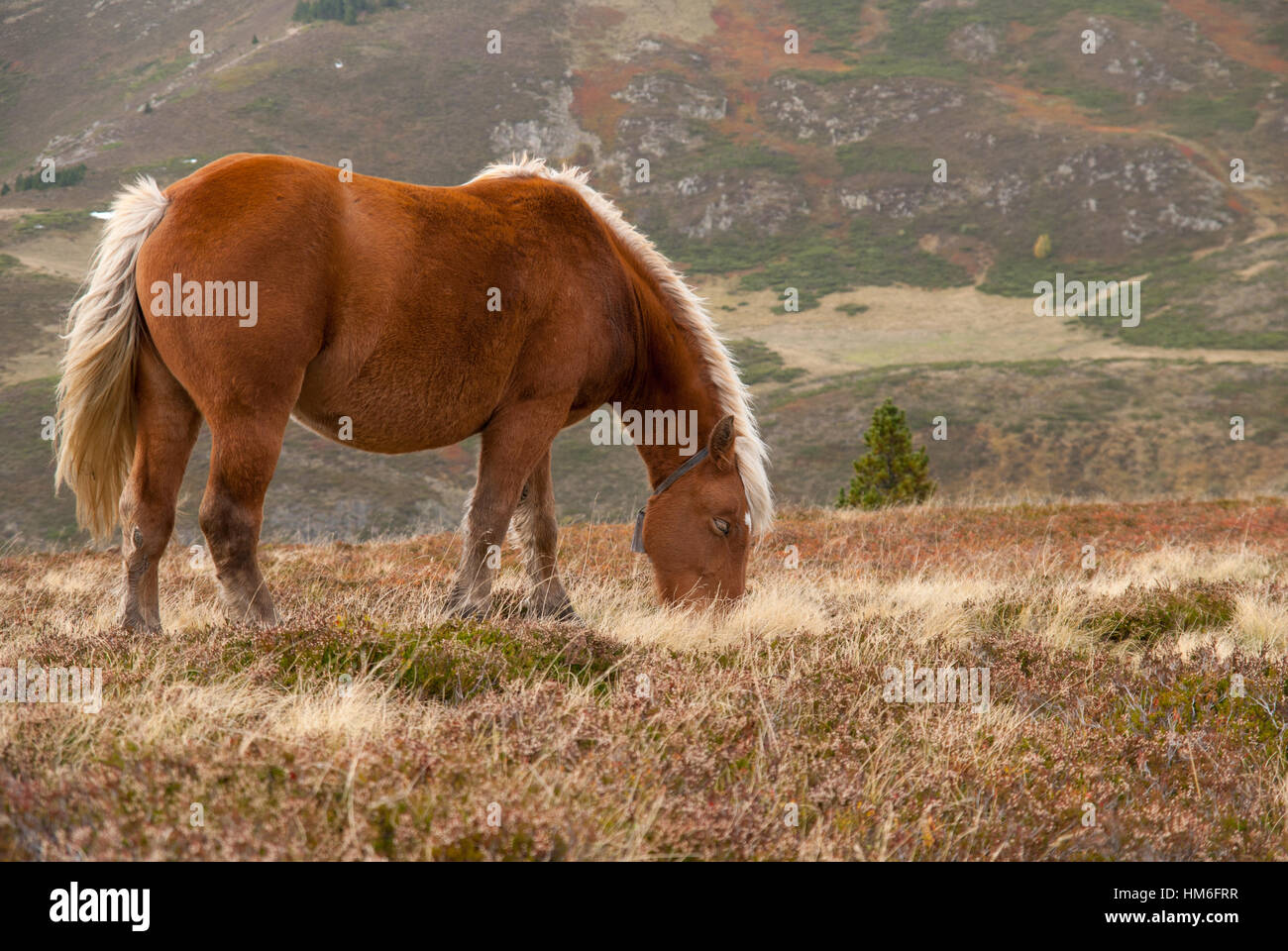 Cavalli selvaggi che pascolano sulla Spagna-Francia confine tra le montagne dei Pirenei in autunno, Francia Foto Stock