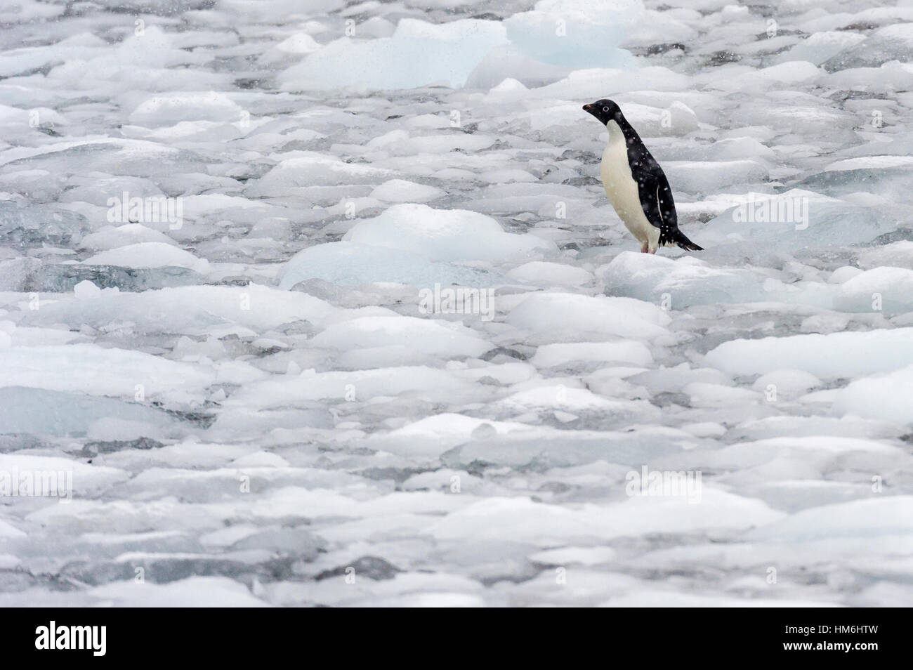 Un Adelie Penguin permanente sulla iceberg rotto da un vicino ghiacciaio. Foto Stock