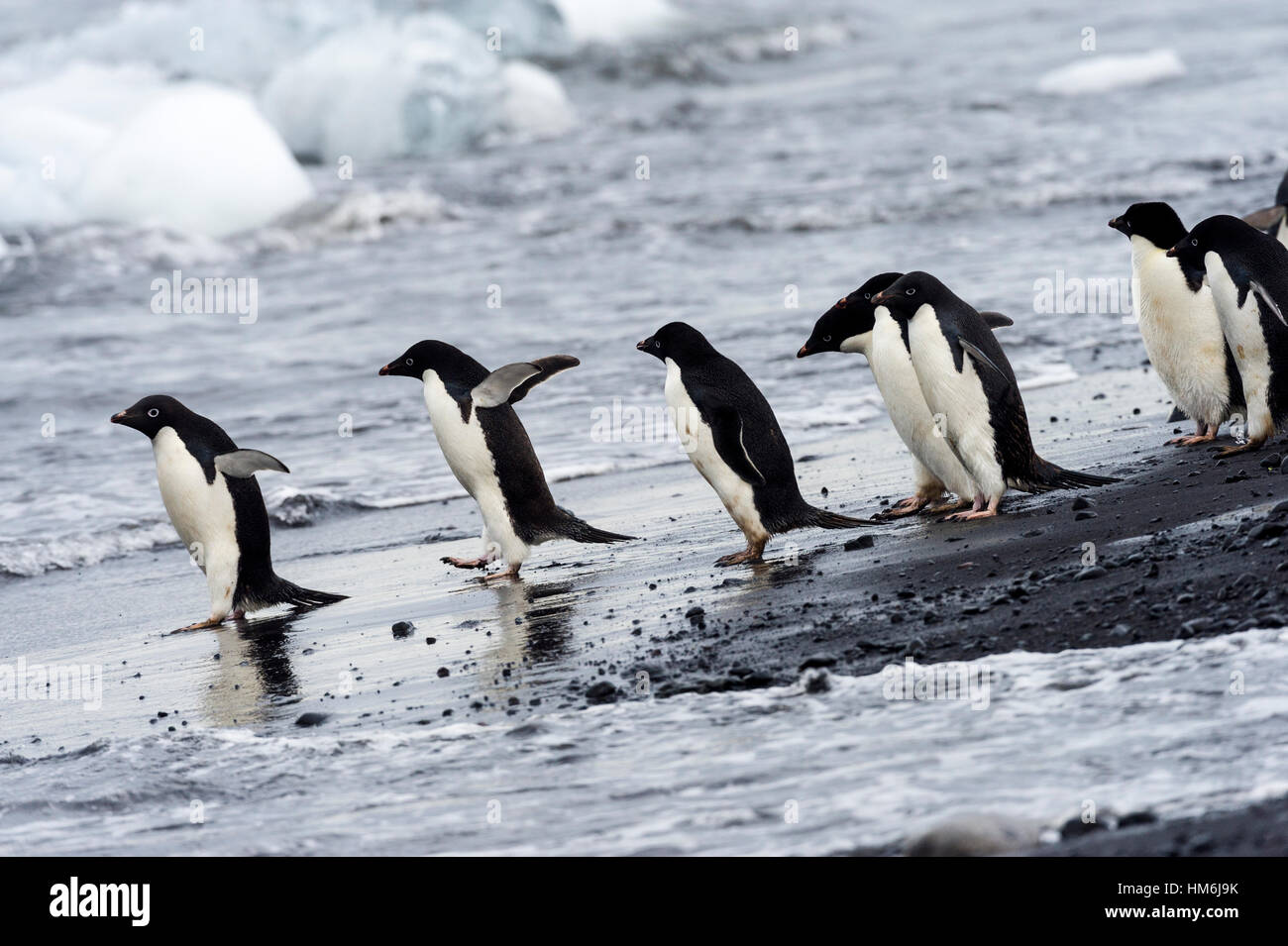 Adelie Penguins wade in un oceano riempito con ghiaccio per l'alimentazione. Foto Stock