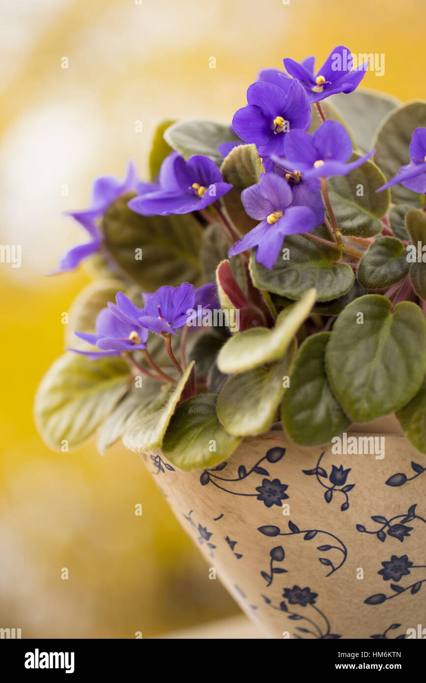 Africani, African Violet,da solo,bellissima,beauty,bloom,blossom,blu,bokeh,botanica,vicino,closeup,colore,decoration,l'essenza,flora,floral,fiore,vaso,fogliame,profumo,verde,crescere,l'hobby,Casa,houseplant,isolato,foglie,foglie,luce,macro,naturale,nessuno,uno,peren Foto Stock