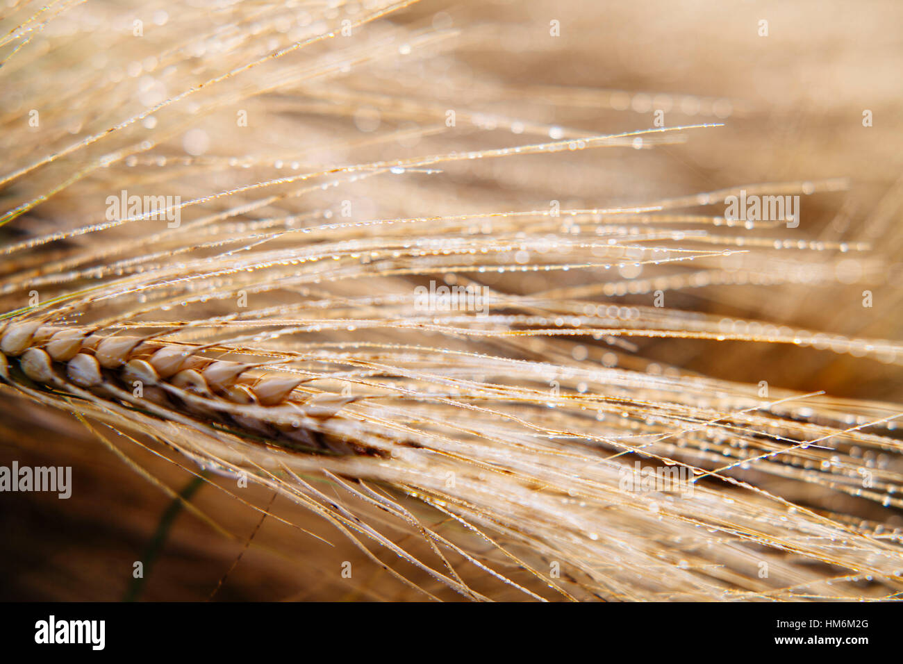 Orzo con dewdrop Foto Stock