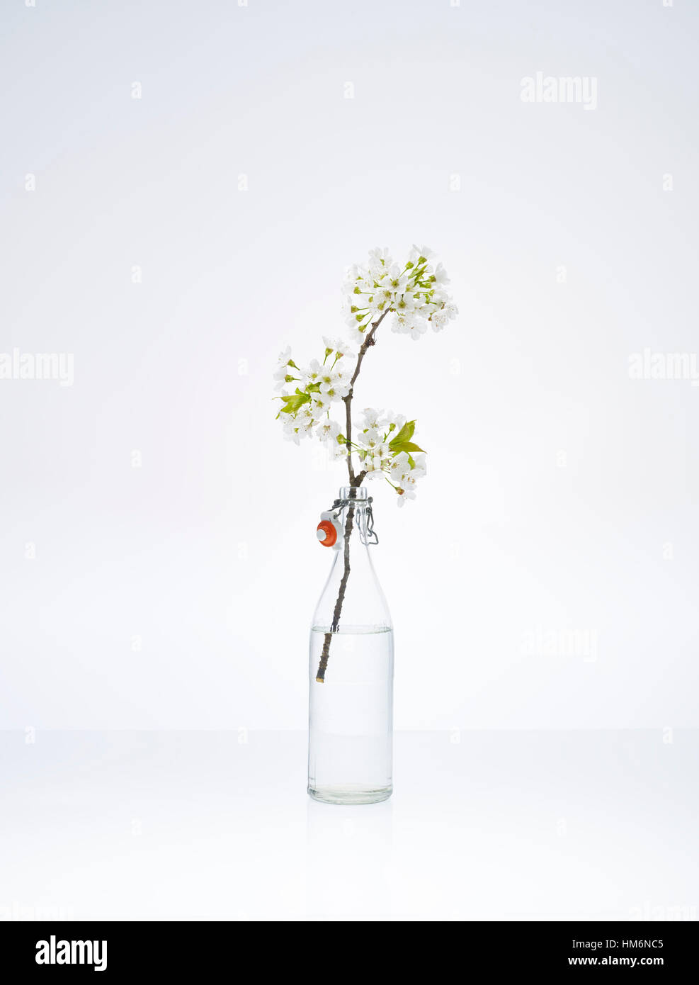 Bottiglia trasparente con ramo di ciliegio e fiore Foto Stock