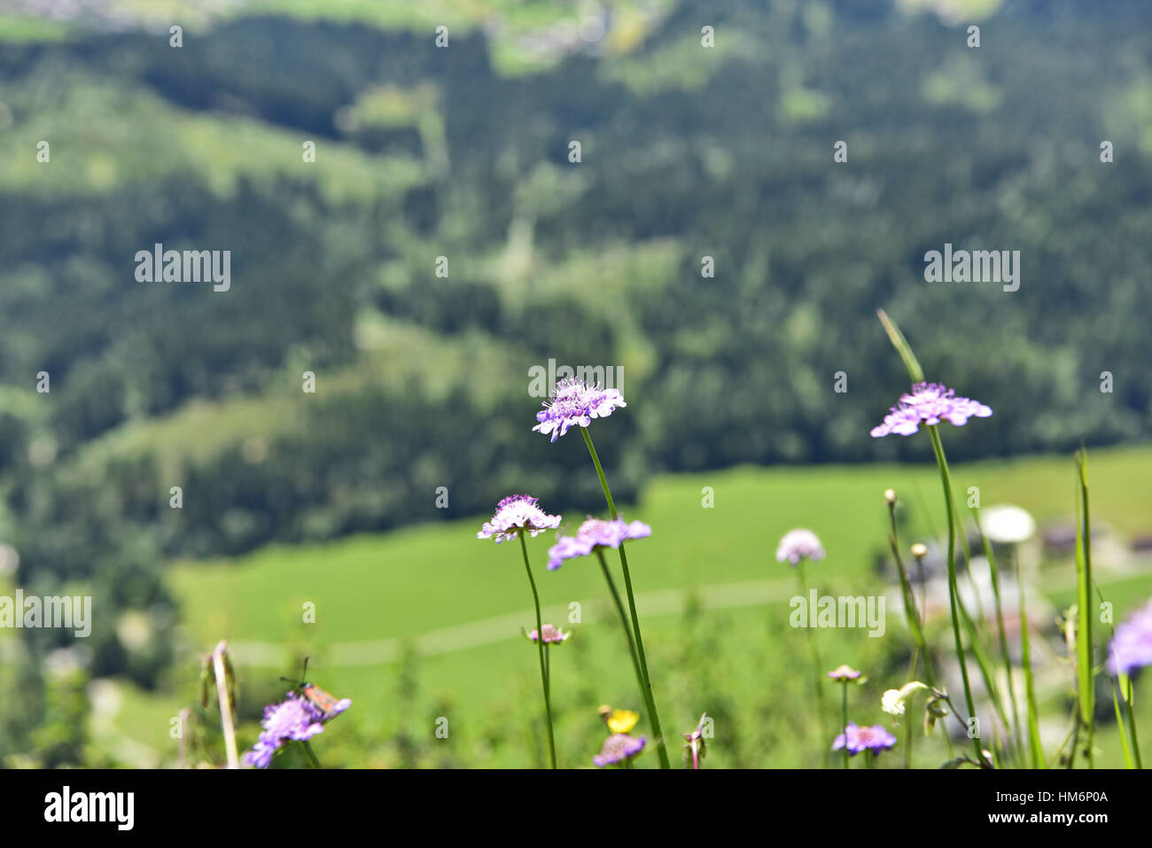 Fiori sul vertice Foto Stock