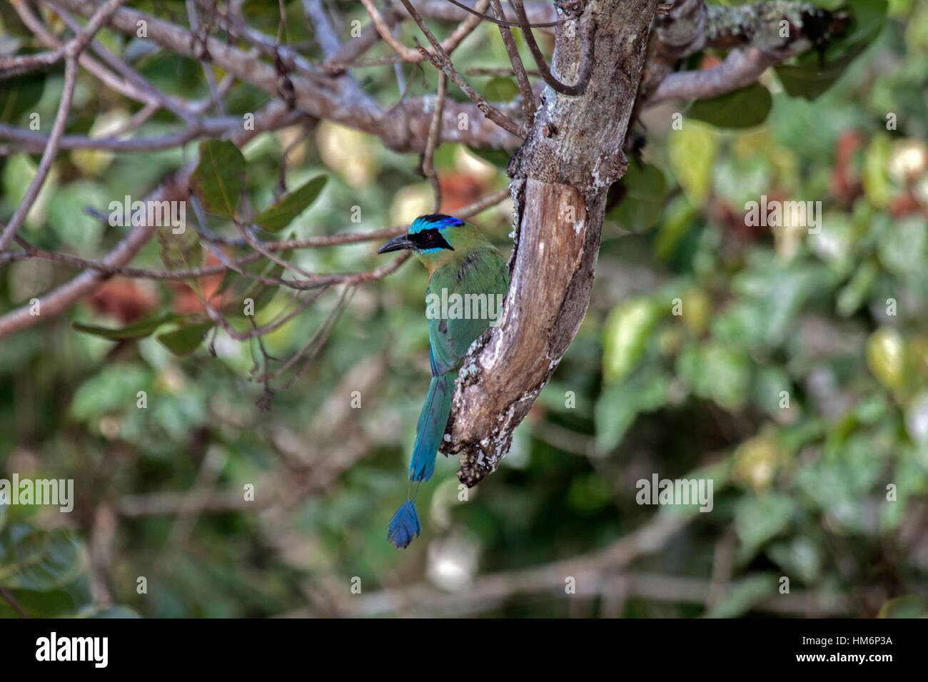 Blue crowned Motmot arroccato nella tettoia di albero nella foresta in Brasile Foto Stock