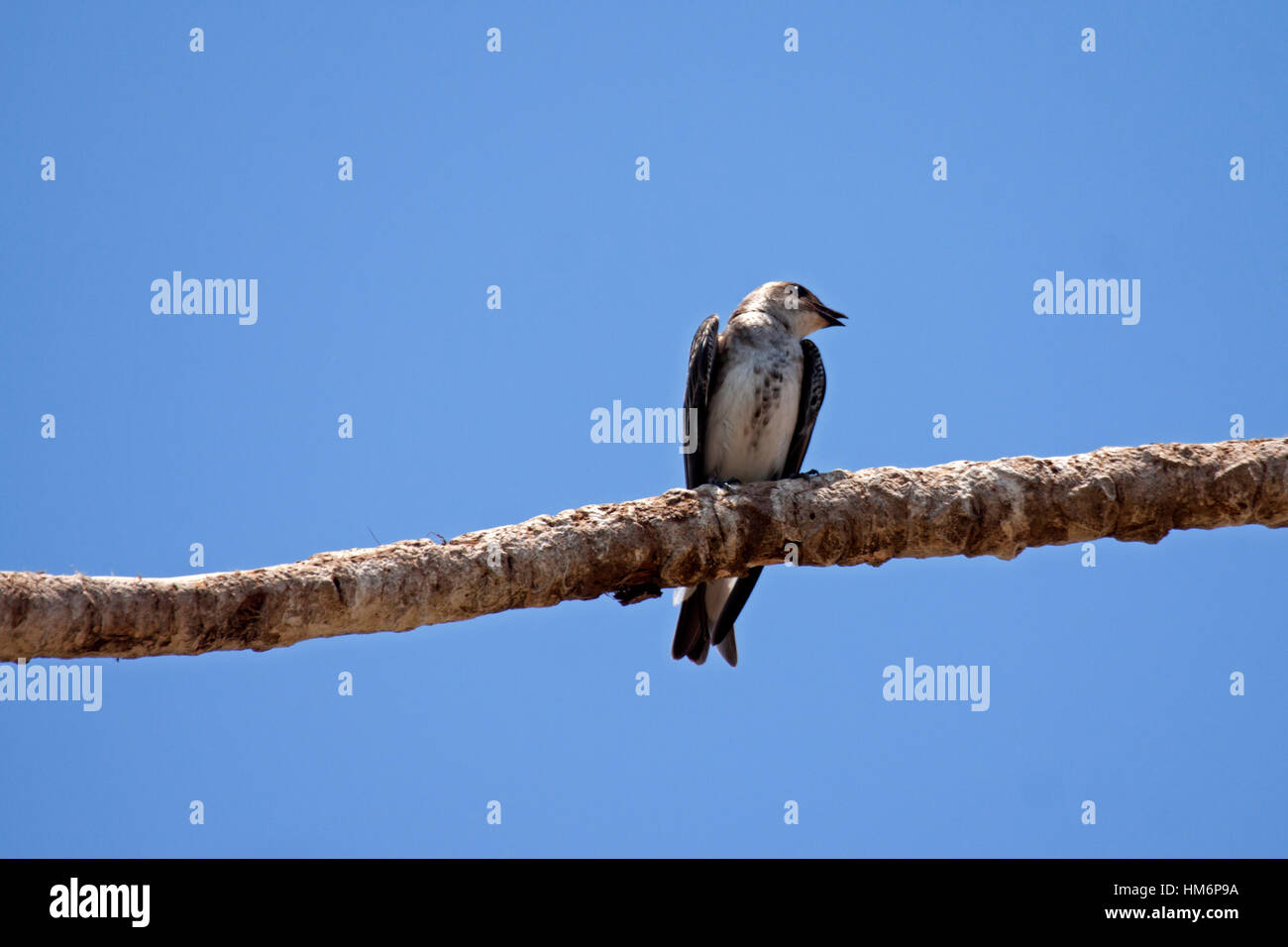Brown chested martin appollaiato sul ramo di albero in Brasile Foto Stock