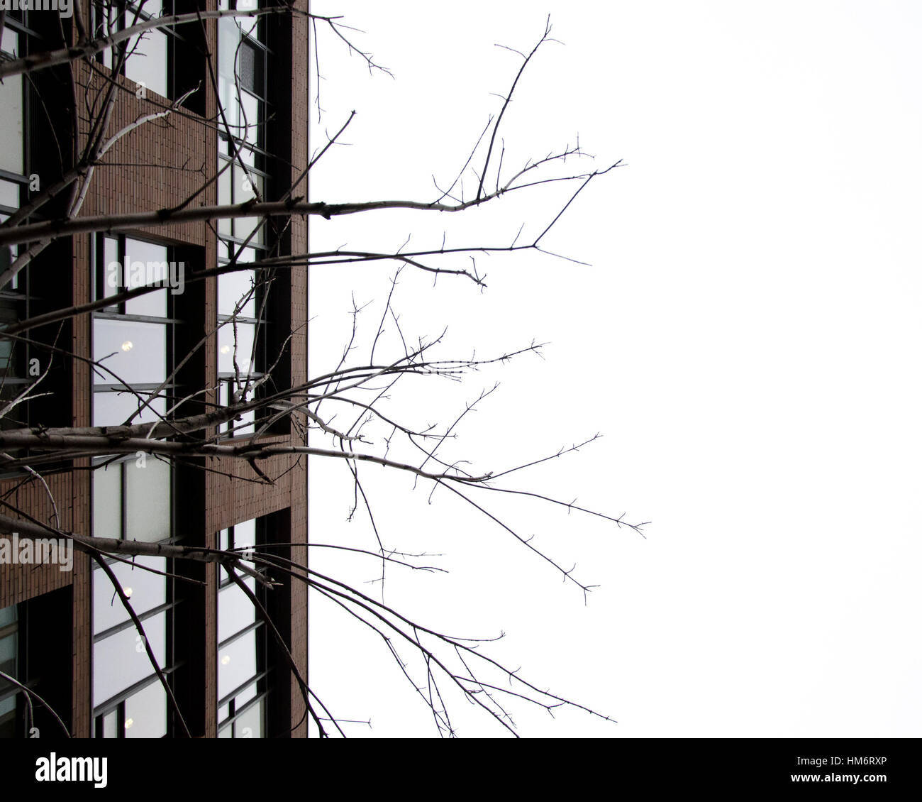 Un'immagine suddivisa in terzi: Uomo, natura, nulla; quasi come il cerchio della vita stessa. Presi nel centro cittadino di Toronto. Foto Stock