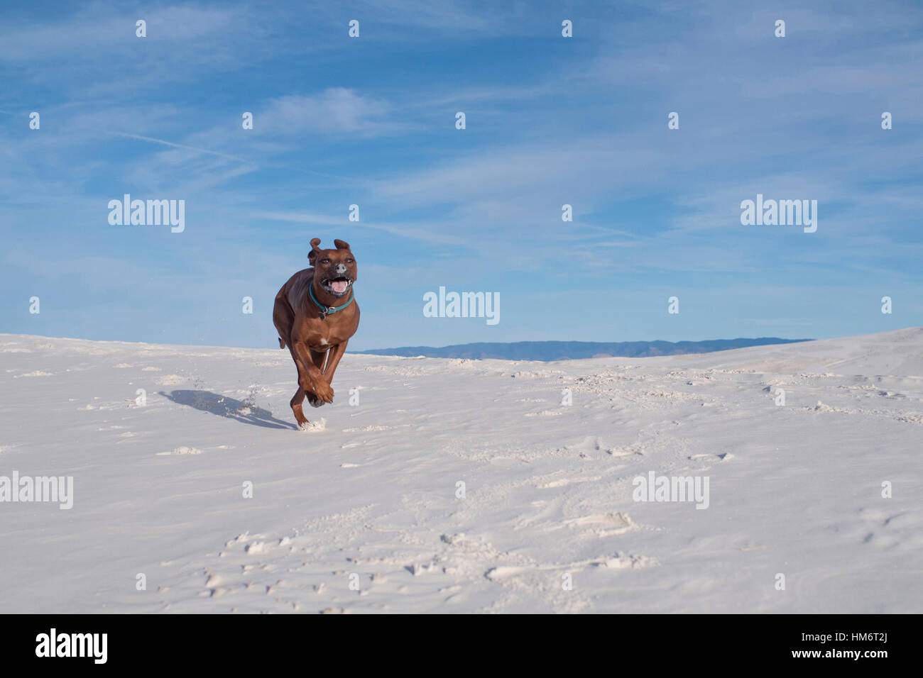 Cane saltando sulle dune di sabbia bianca contro il cielo blu sulla giornata di sole Foto Stock