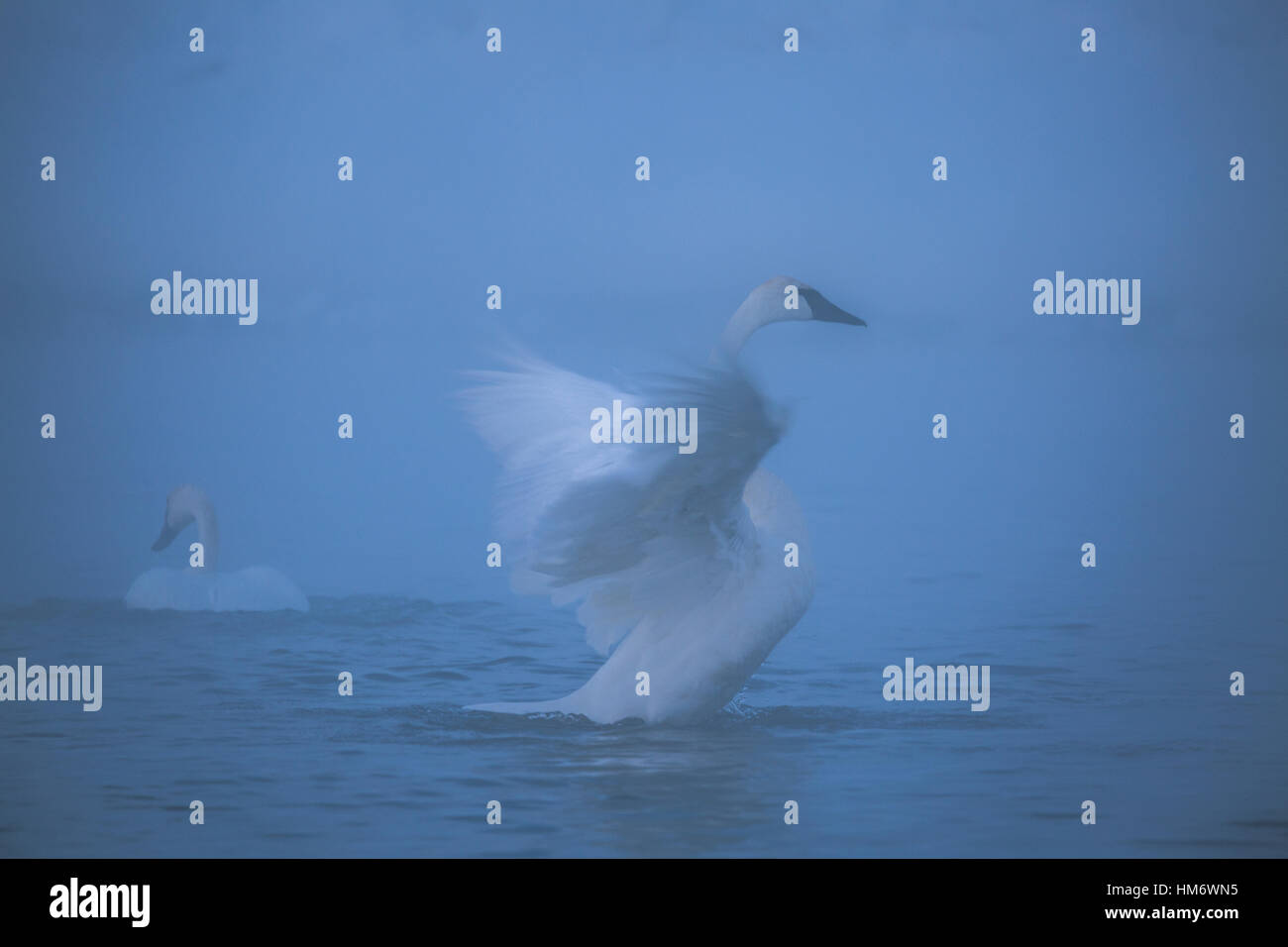 Swan sbattimenti ali nel lago durante la nebbia meteo Foto Stock