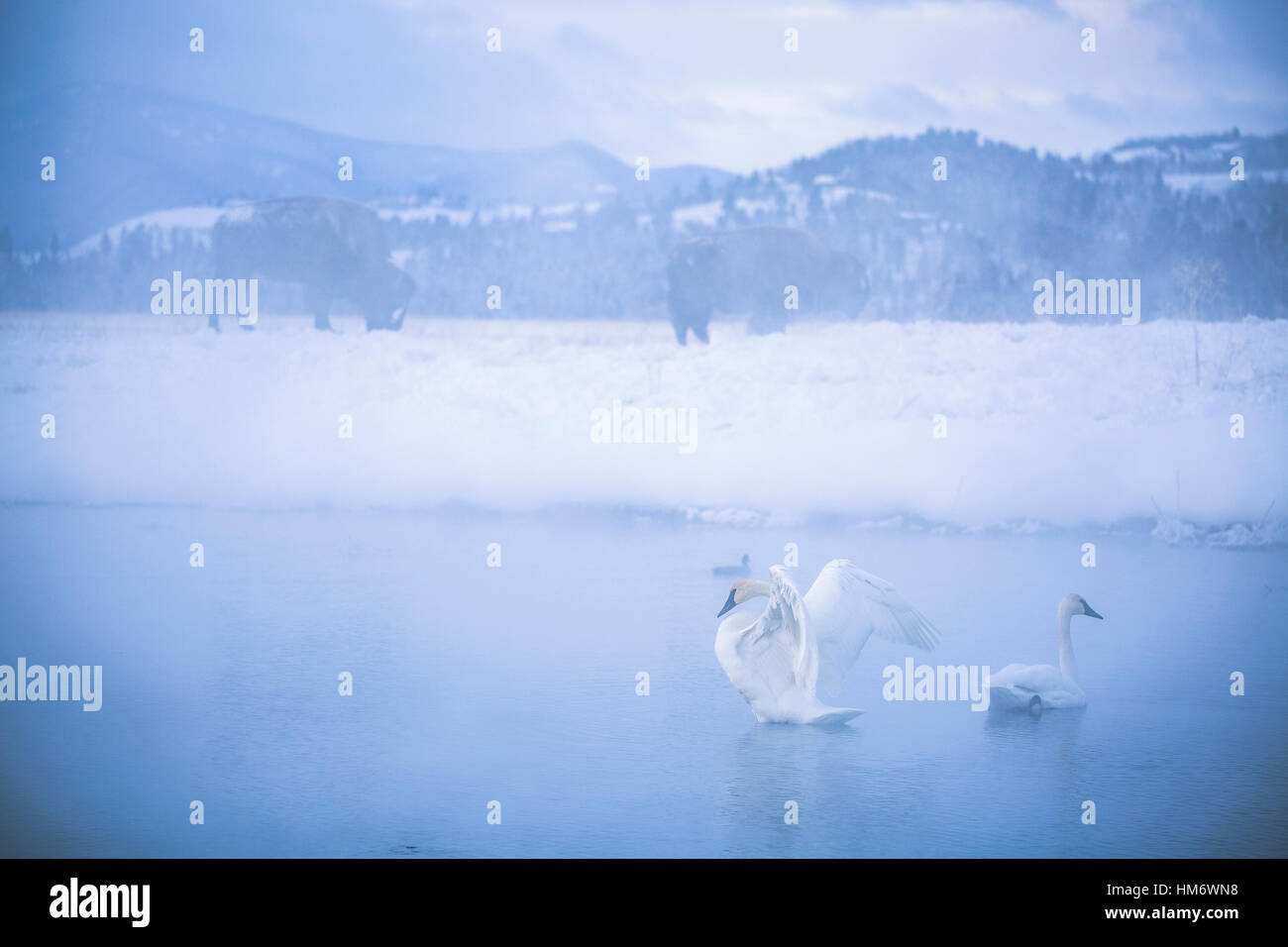 Swan sbattimenti ali nel lago contro il cielo durante la nebbia meteo Foto Stock