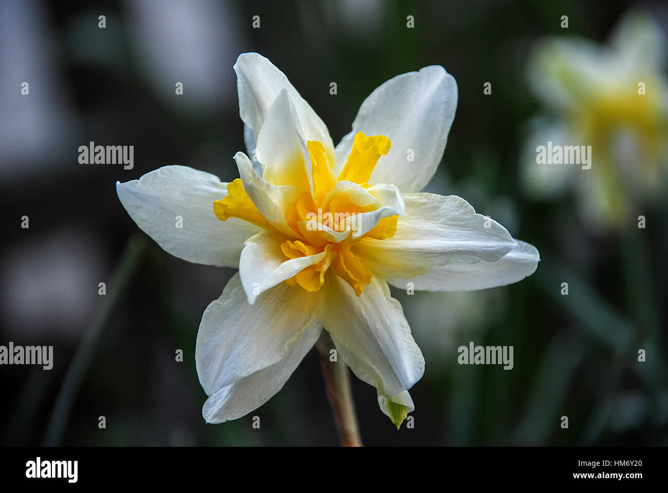 Unico bianco arancione daffodil flower close up Foto Stock