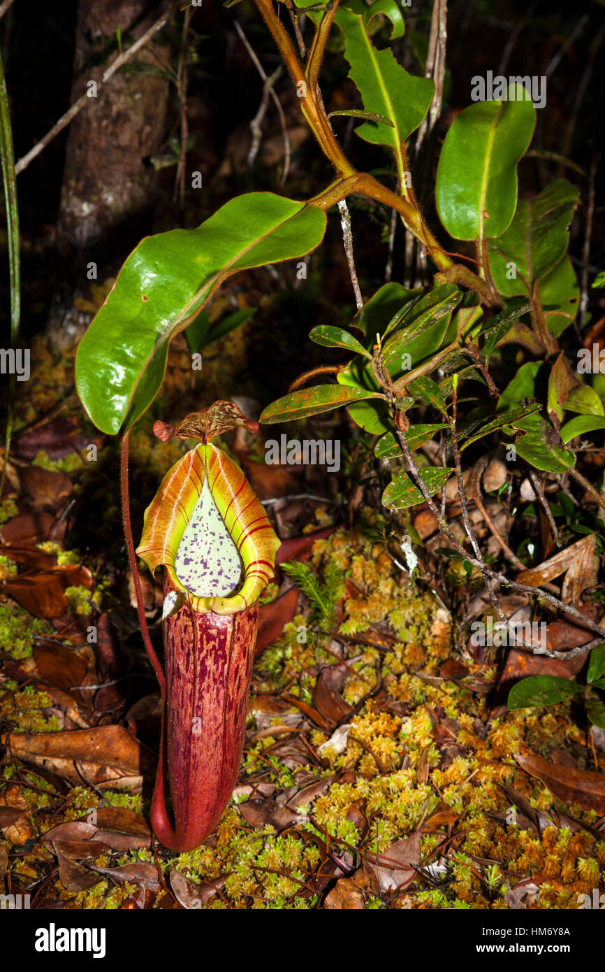 Ibrido naturale Nepenthes veitchii x N. stenophylla, Maliau Basin Area di Conservazione, Sabah Borneo, Malaysia, da Monika Hrdinova/Dembinsky Foto Assoc Foto Stock