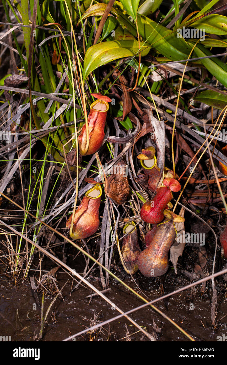 Nepenthes masoalensis, Palmarium Riserva, Ankanin'Ny Nofy, canale di Pangalanes, Est del Madagascar, da Monika Hrdinova/Dembinsky Foto Assoc Foto Stock