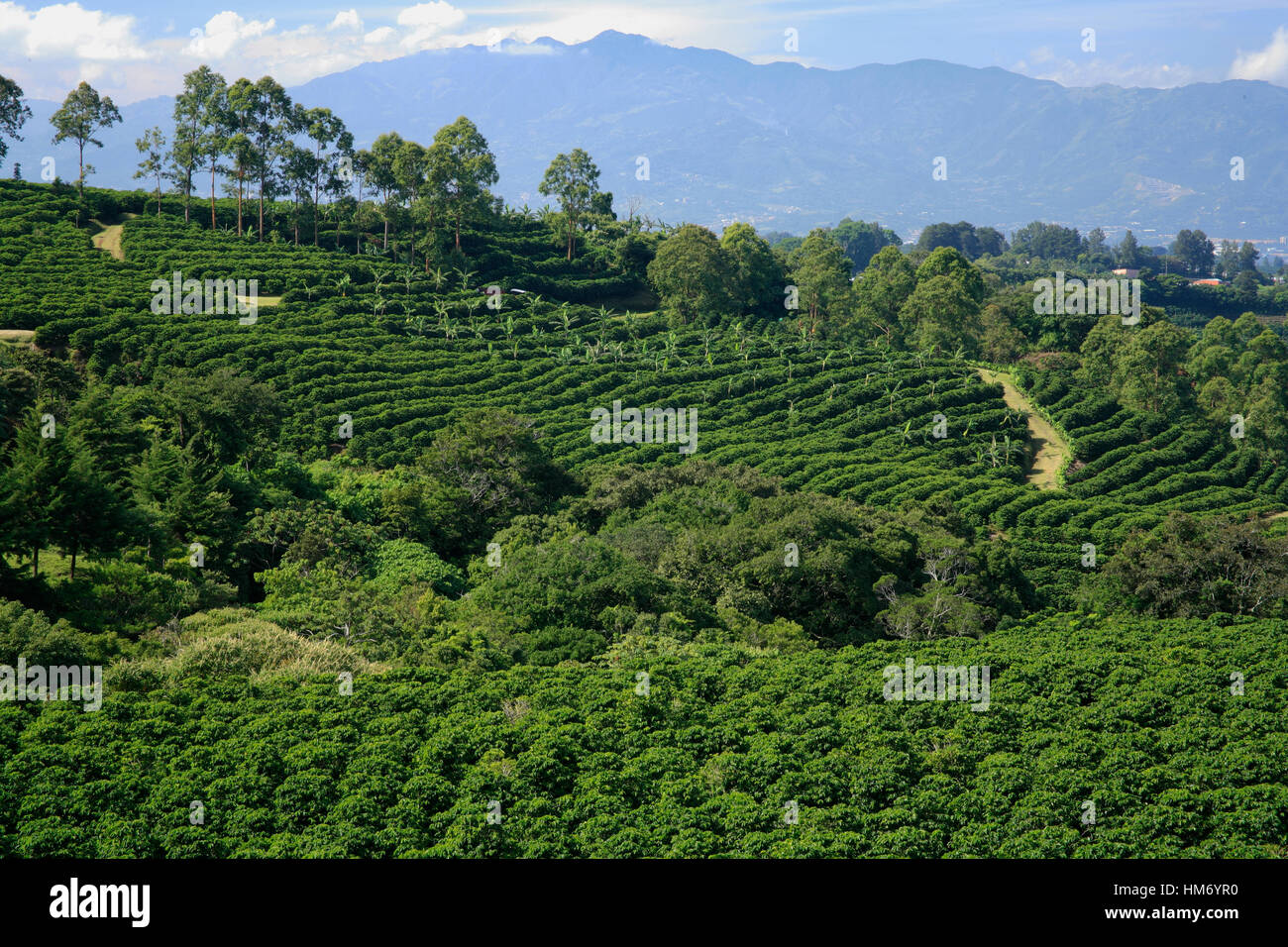 Piantagione di caffè, Alajuela in Costa Rica. Foto Stock