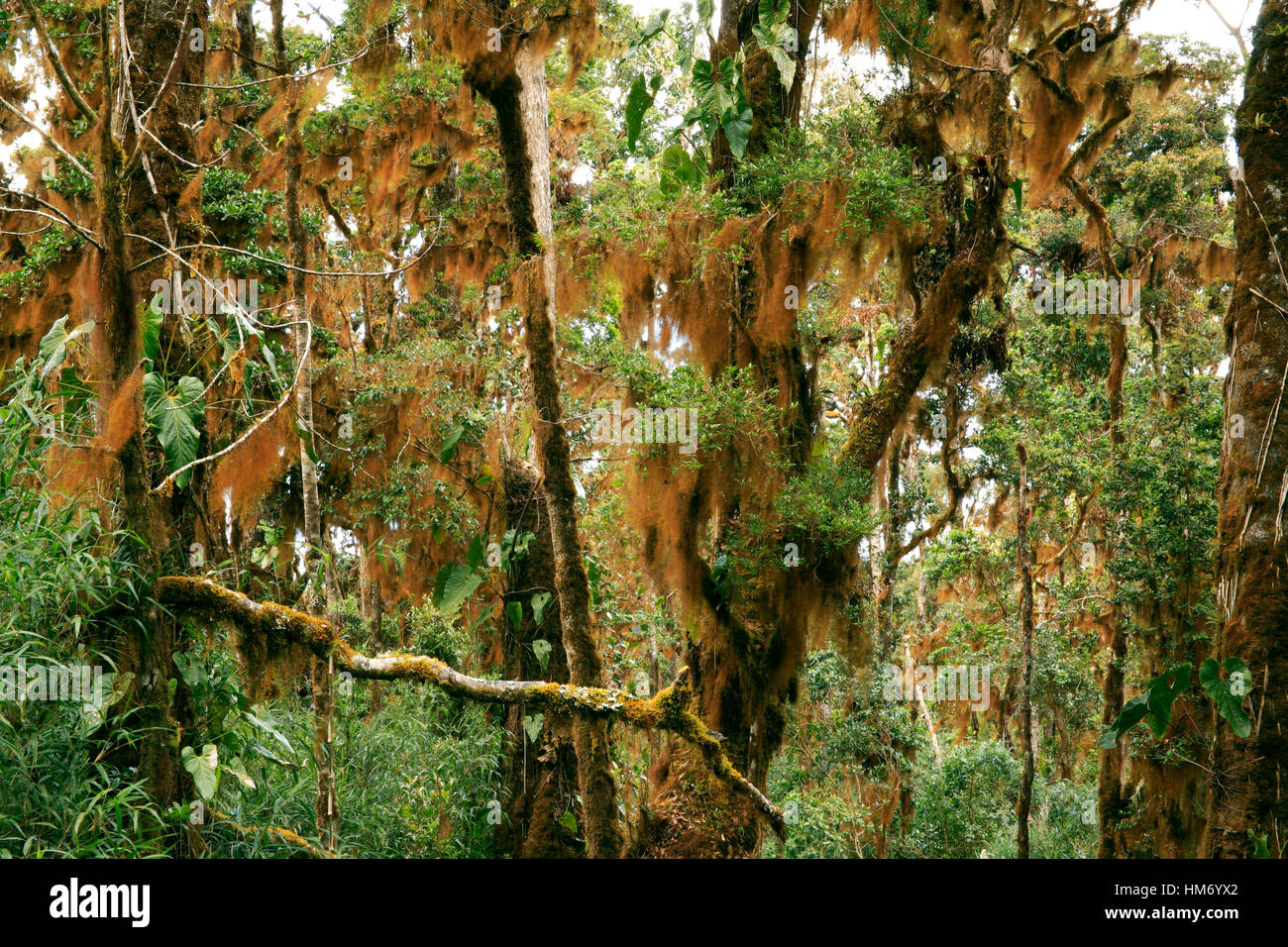 Orange epatiche sul cloud forest rami. Chirripo National Park, Costa Rica. Foto Stock