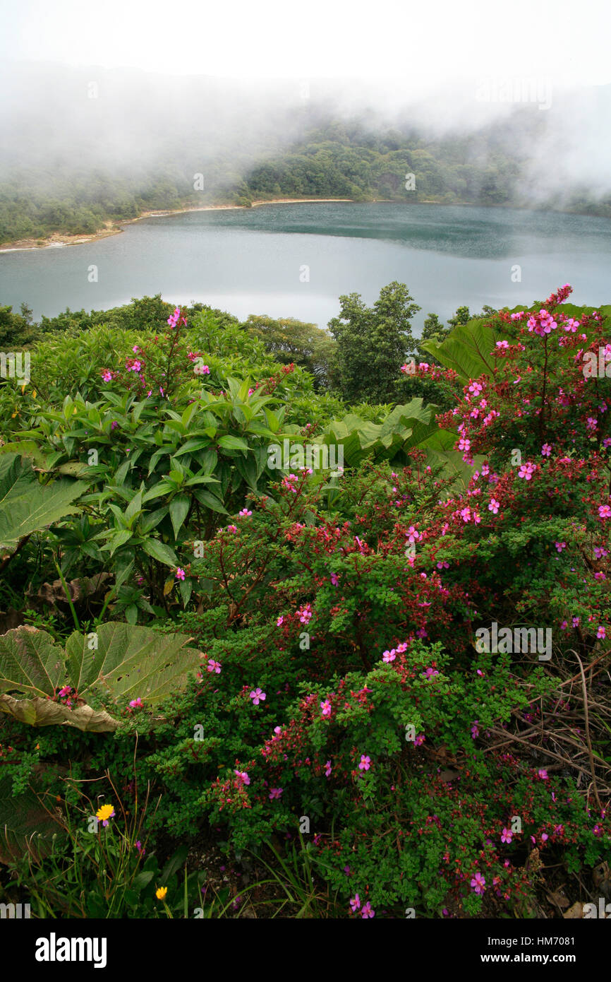 Melastoma dei vulcani fiori (Monochaetum vulcanicum) alla Laguna Botos in Poás Il Parco Nazionale del Vulcano, Costa Rica Foto Stock