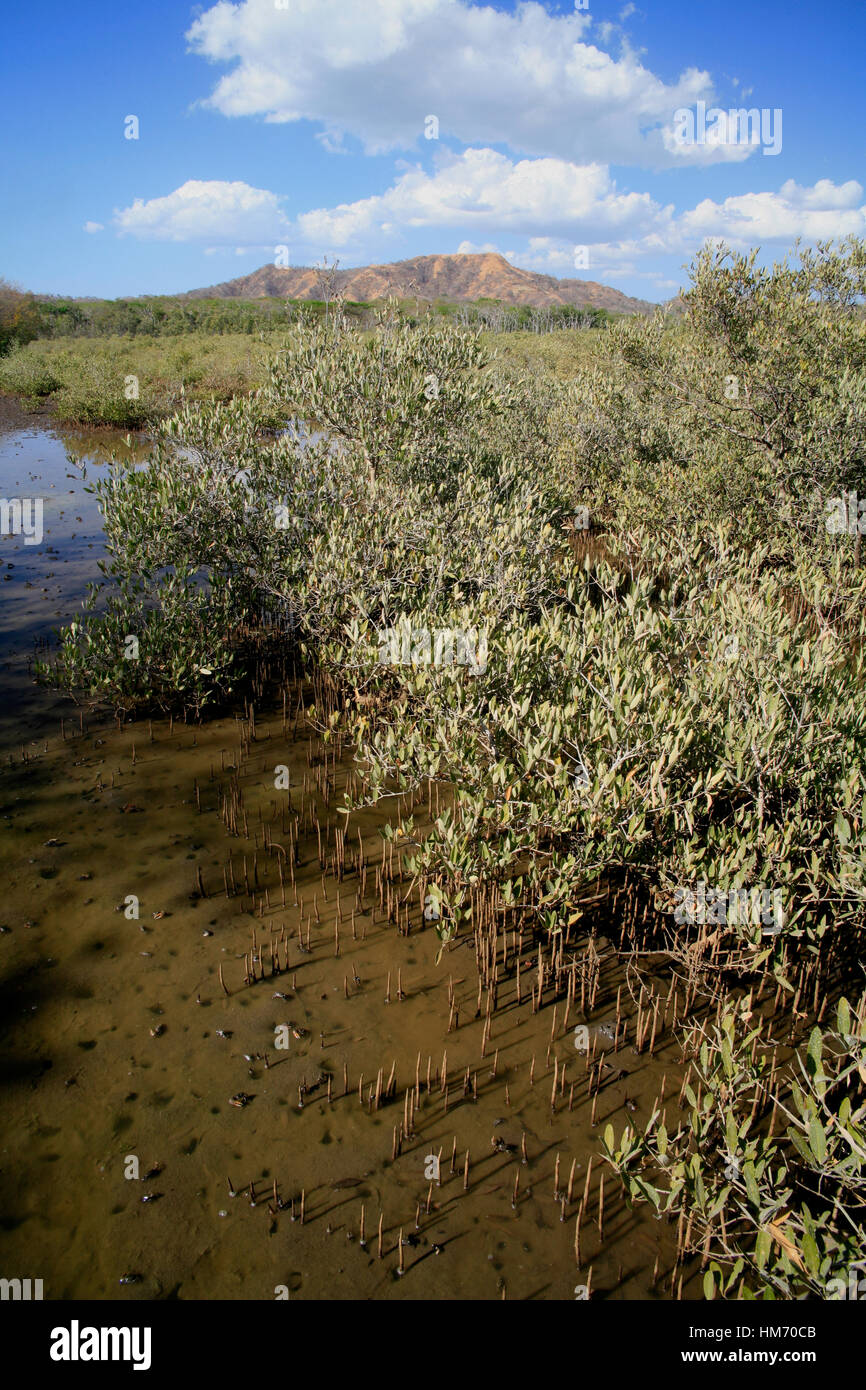 Mangrovia nera (germinans Avicennia), Tamarindo Nacional Wildlife Refuge, Costa Rica Foto Stock