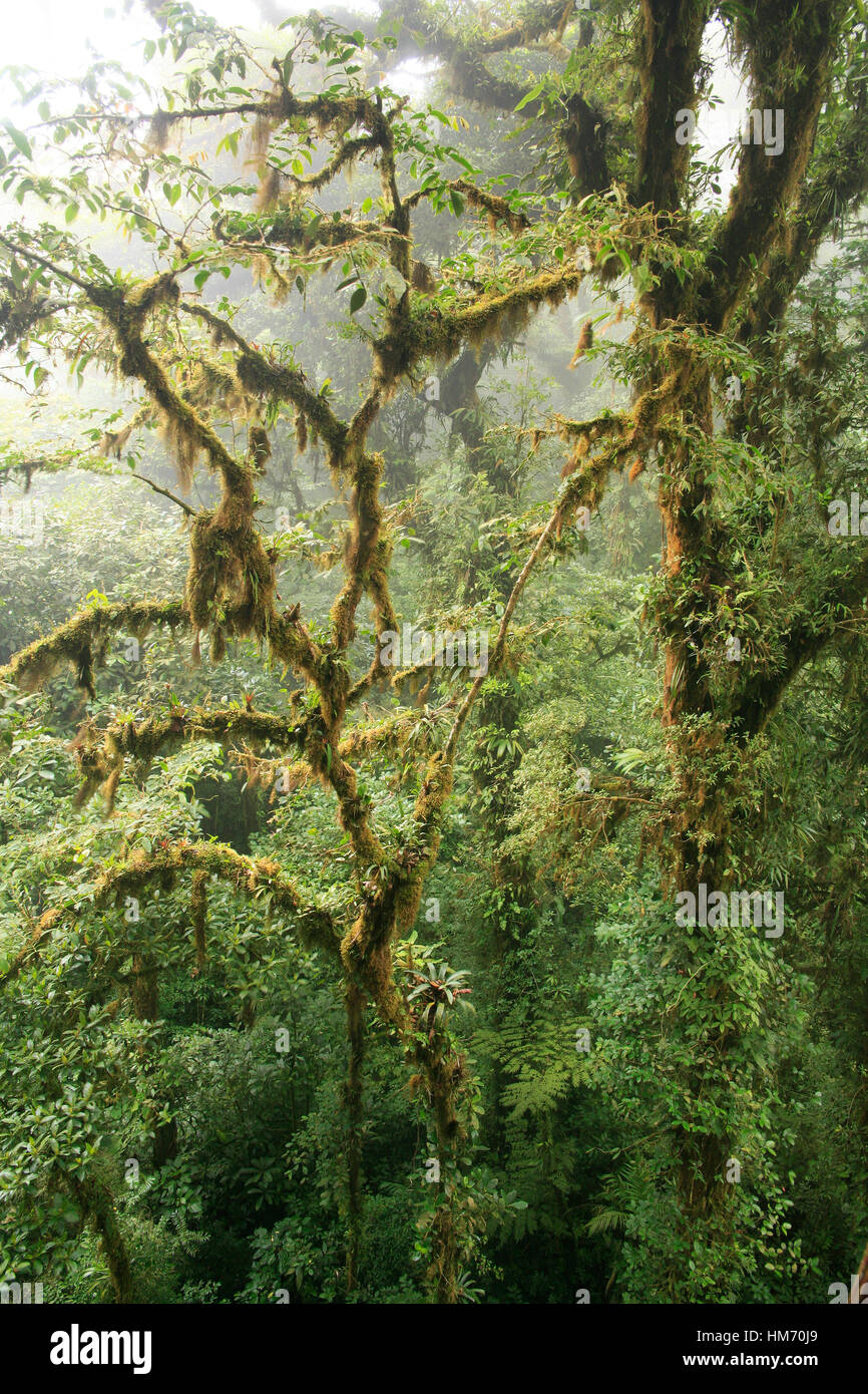 Monteverde Cloud Forest Preserve, Costa Rica Foto Stock