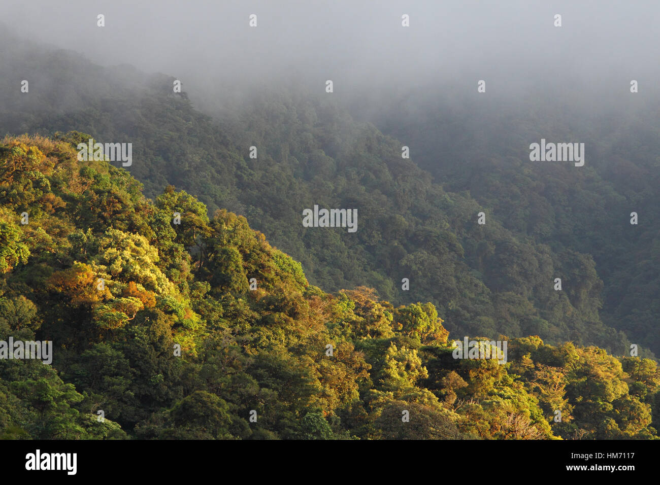 Nel tardo pomeriggio il sole illumina Monteverde Cloud Forest Preserve, Costa Rica. Foto Stock