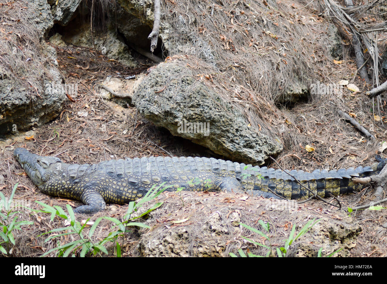 Crocodile sdraiata per una siesta su una banca in un parco a Mombasa, in Kenya Foto Stock