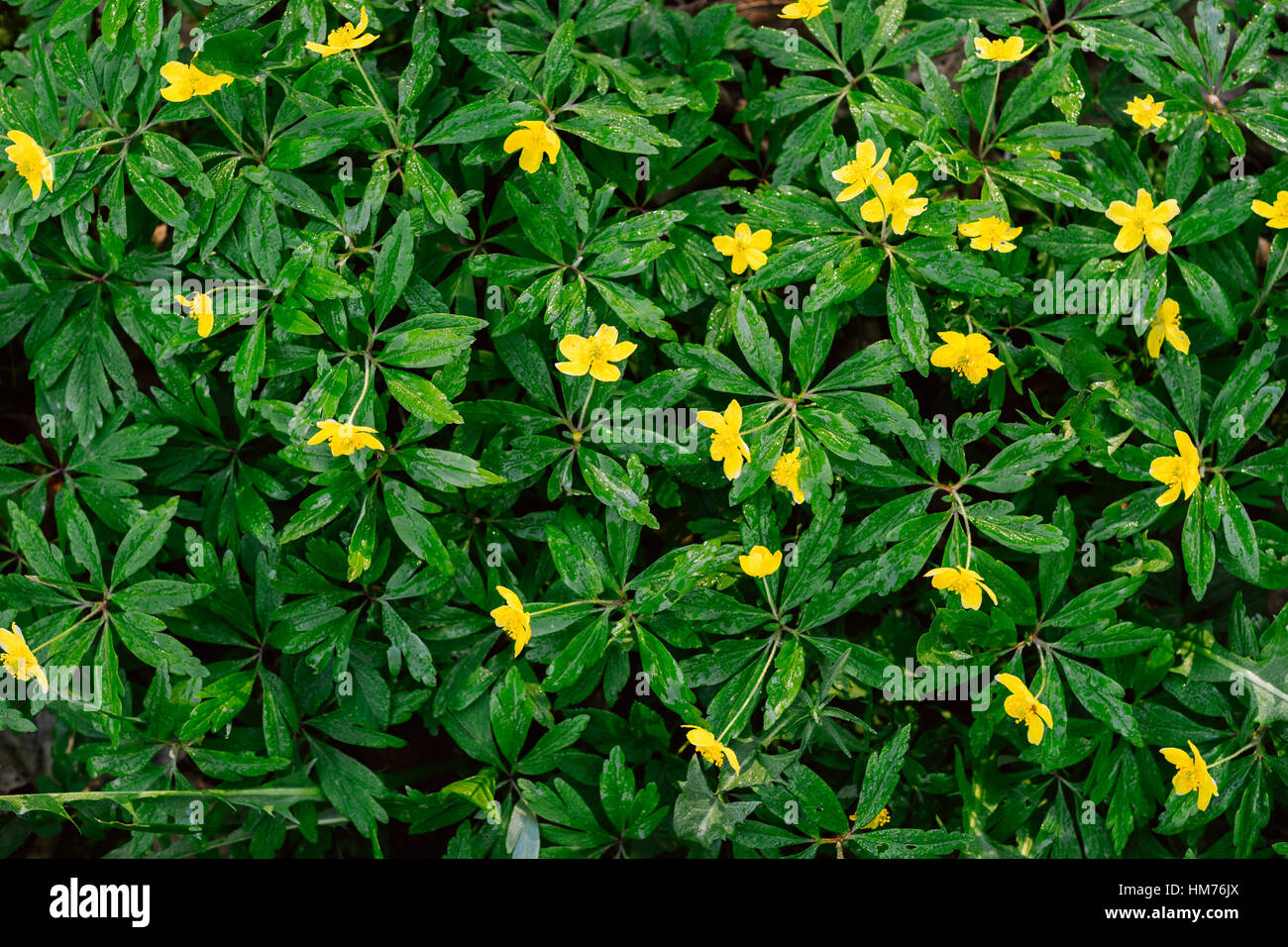 Il giallo dei fiori di anemone vista superiore, prato primavera Foto Stock