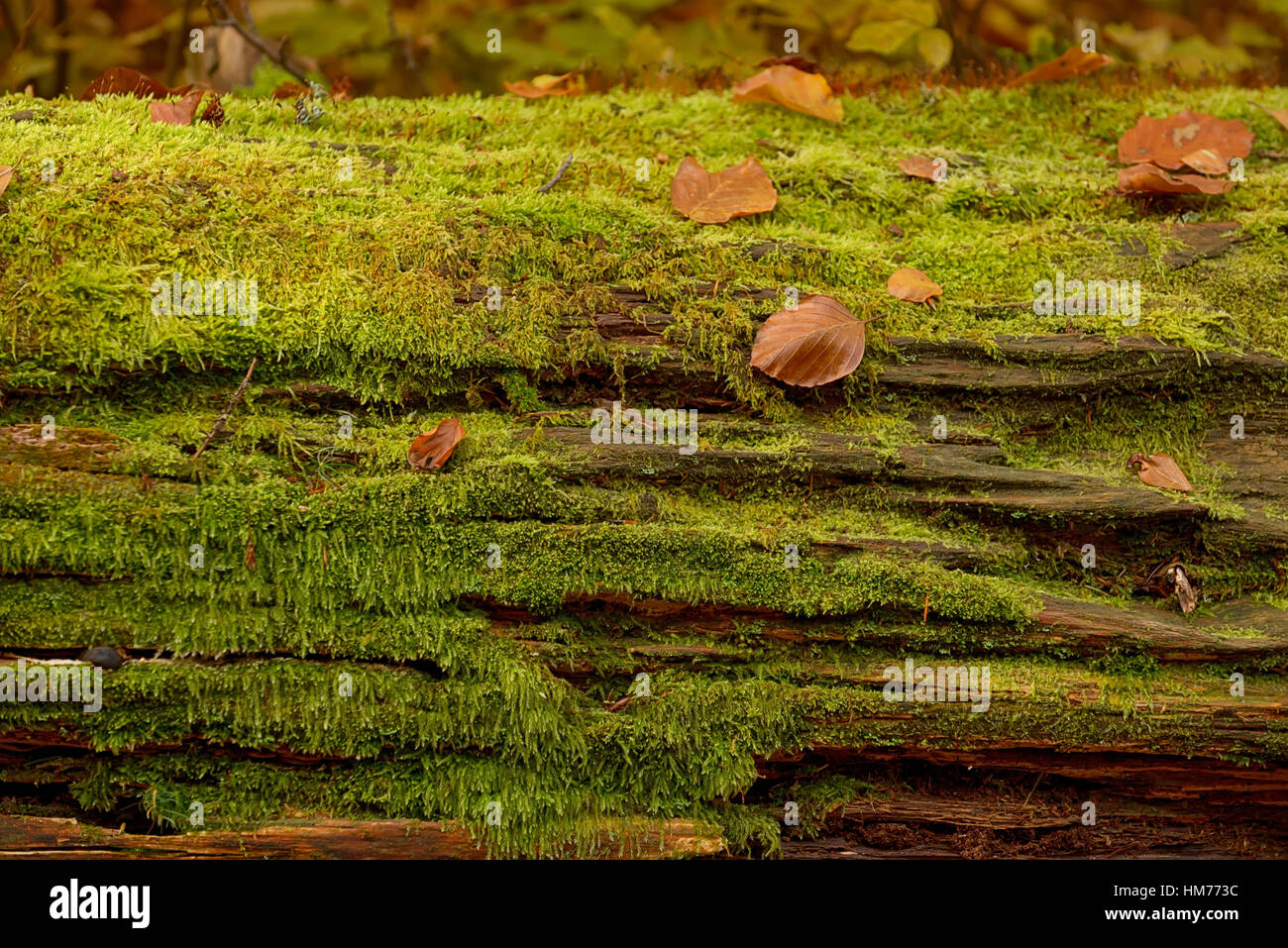 Sfondo astratto di foglie di autunno su albero Foto Stock