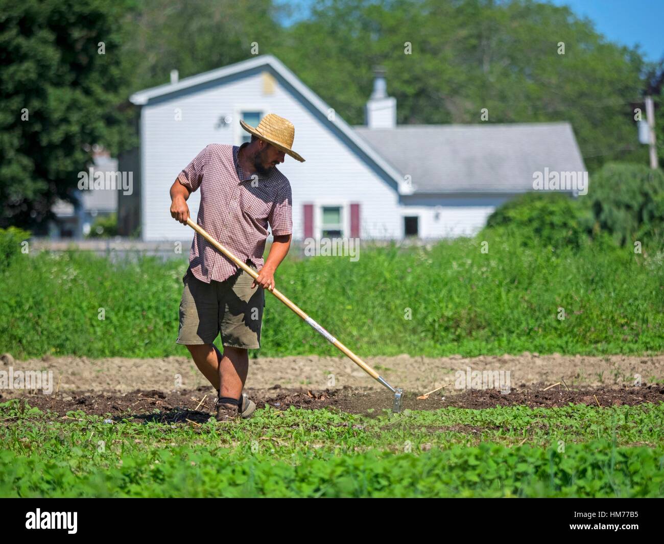 Piccolo agricoltore zappando suolo su un artigianale di fattoria organica in Johnston, Rhode Island, Stati Uniti d'America. Foto Stock