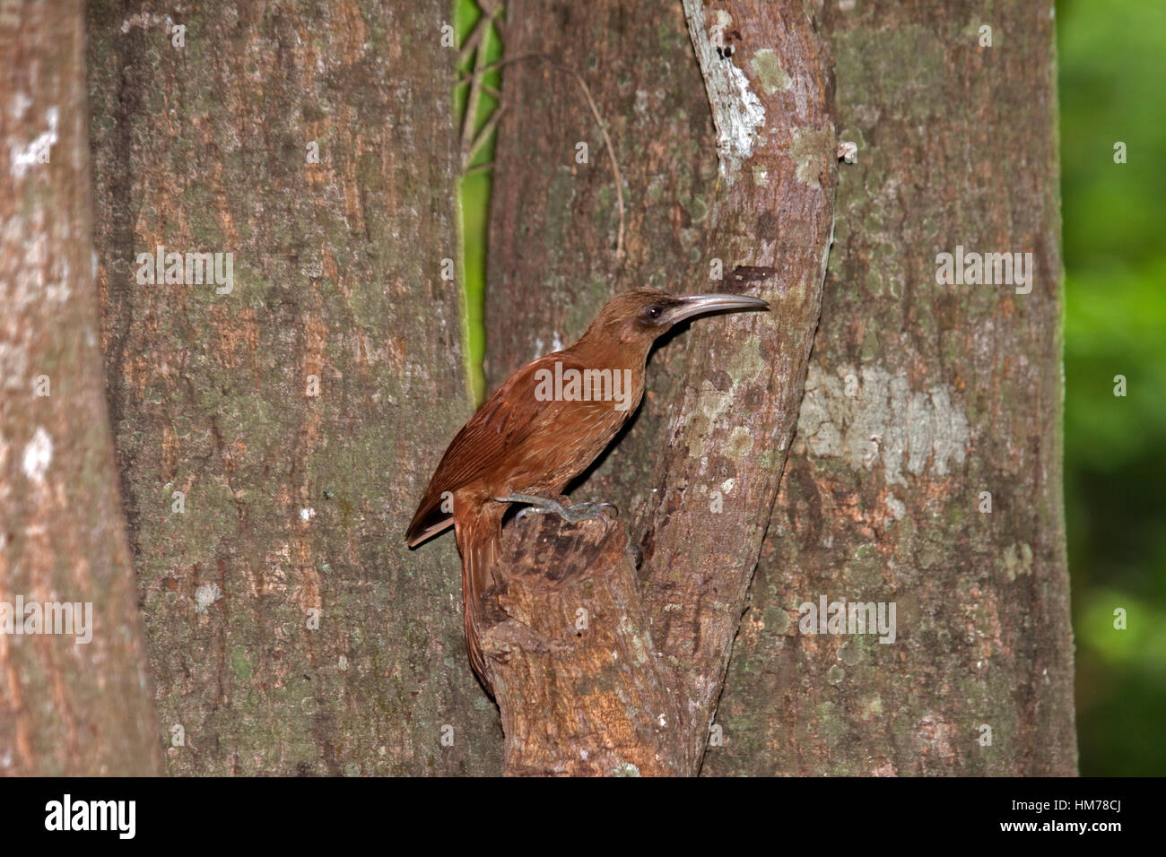 Grande rufous woodcreeper aggrappandosi ad albero in Brasile Foto Stock