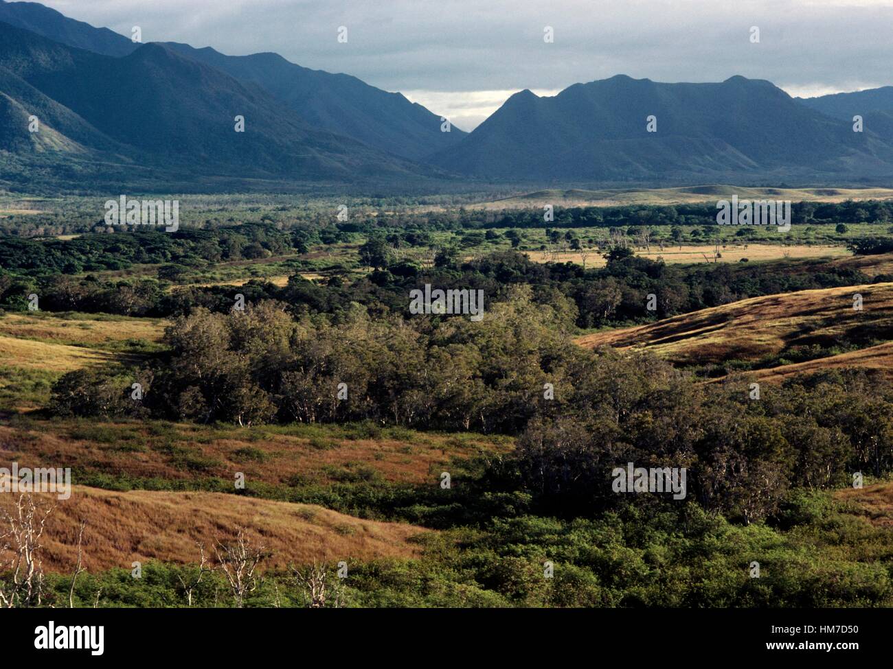 Coperta di vegetazione il paesaggio con le gamme della montagna in background, zona nord della Nuova Caledonia isola, territorio di oltremare Foto Stock