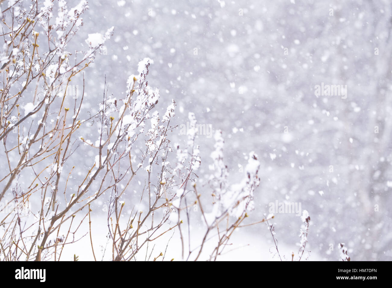 4 stagione inverno,bellissima,pulito,raffreddare,rientranti,Finlandia,congelare,freschi,frost,ghiaccio,natura,nuovo,all'aperto,bianco puro,rime,Scandinavia,scena,stagione,snow,nevicata,snowflake,nevicava,meteo,l'inverno,scena invernale,l'inverno Foto Stock