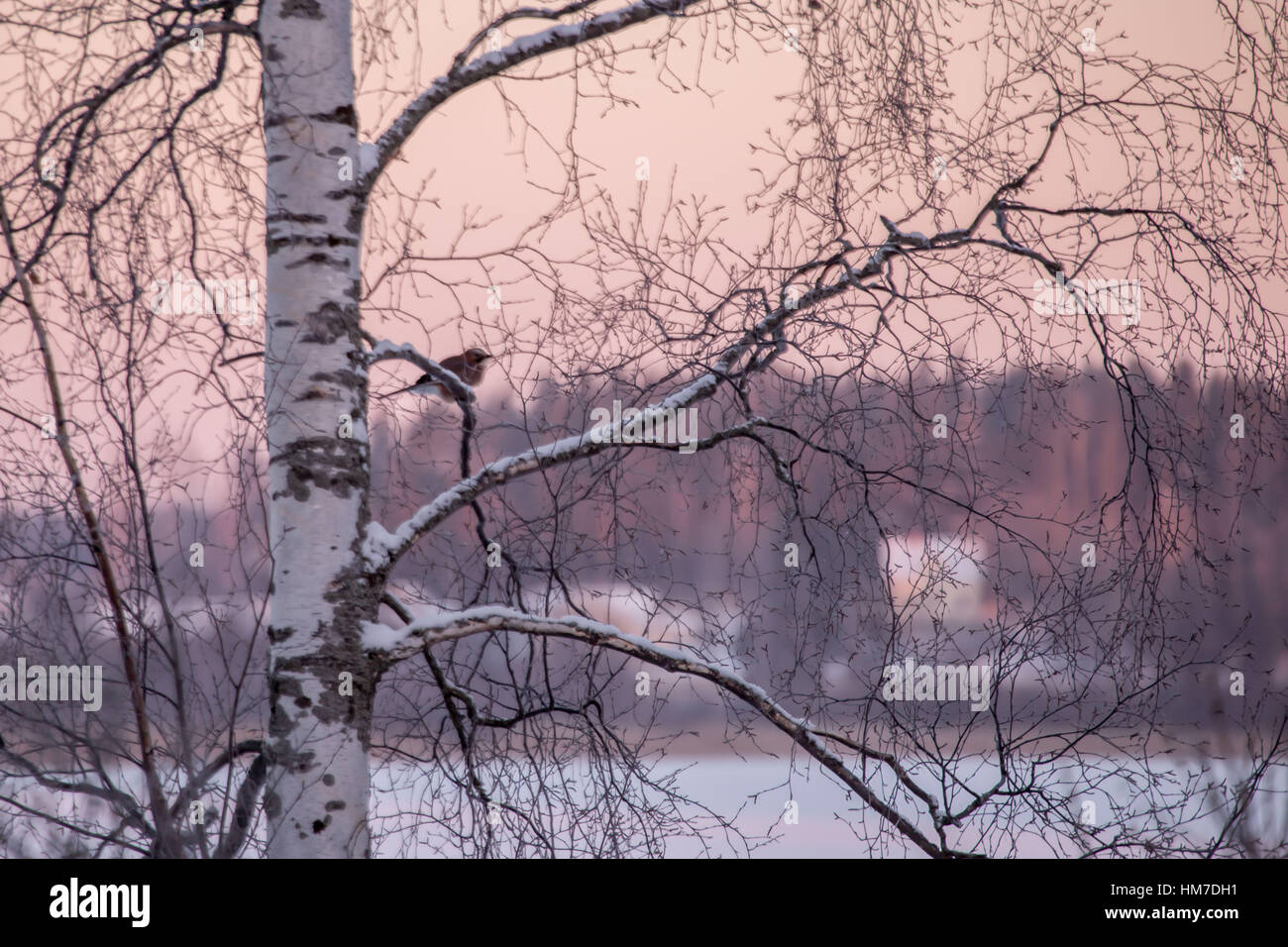 1 bird,-25 sotto zero,animale,betulla, Betulla,bird,colore,campagna,Finlandia,frost,lago ghiacciato,gennaio,landscape,mattina,,naturali natura,rosa pastello sky,scandinavia,silhouette,snow,sole,Vista,selvatica Foto Stock