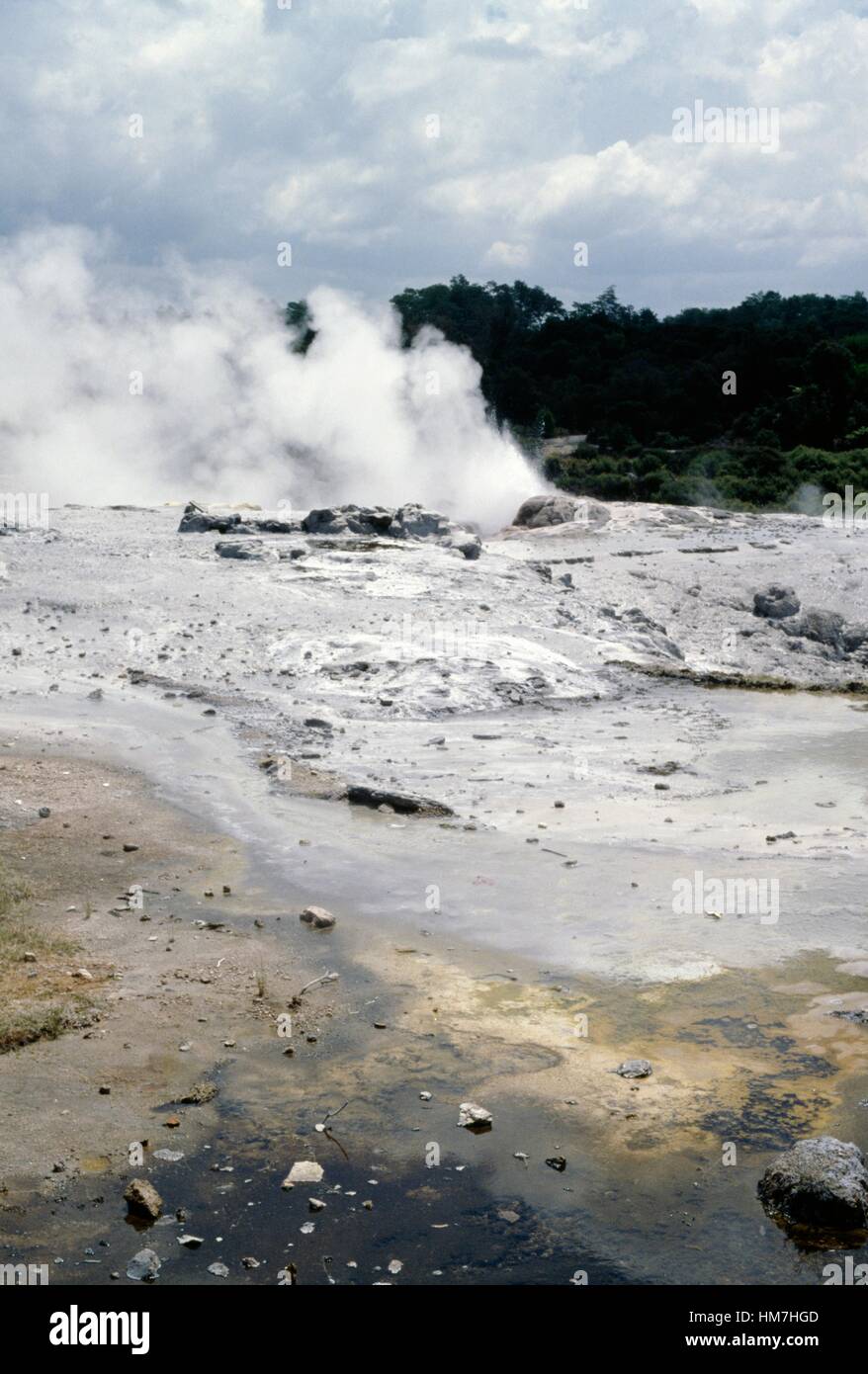 Geyser nel distretto di Rotorua, Isola del nord, Nuova Zelanda. Foto Stock