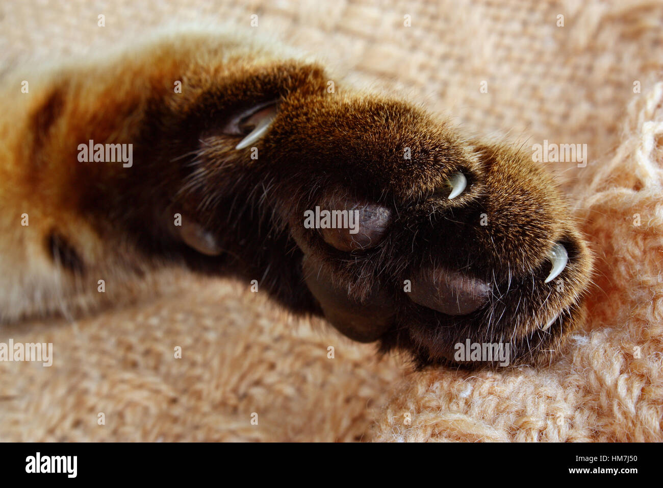Molto affilati cat's Claw e paw il Gatto sdraiato su una coperta Foto Stock